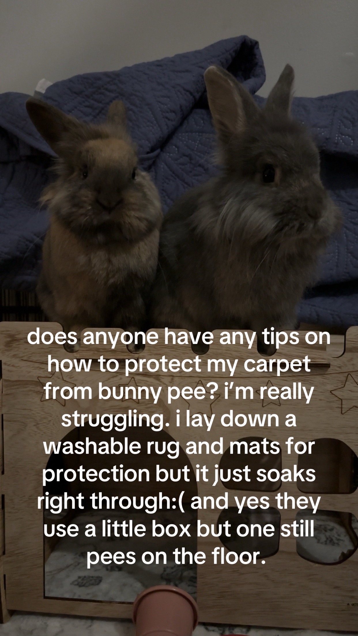 @bunbun & binky