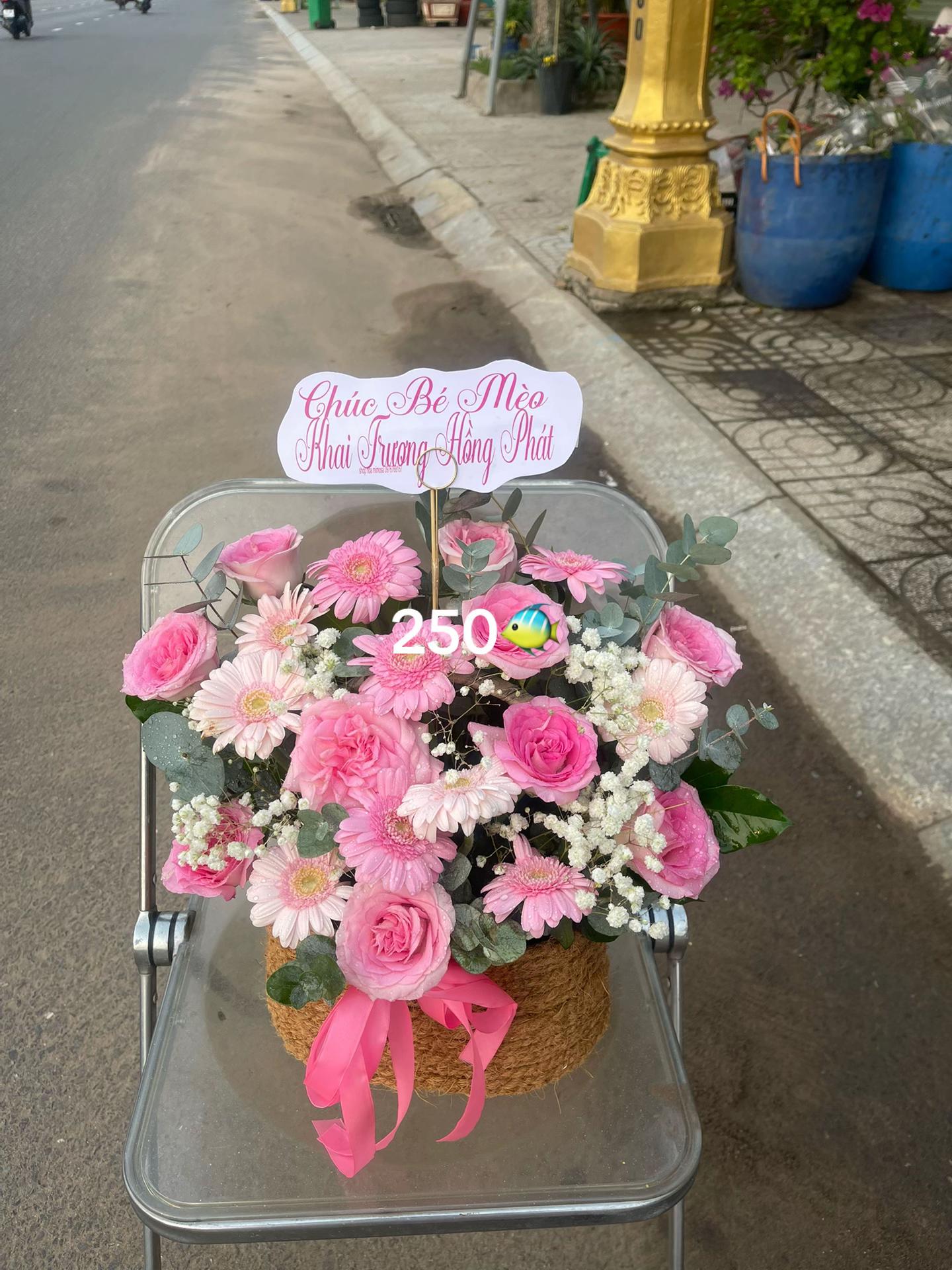 @Shop hoa MIMOSA TÂY NINH CŨ