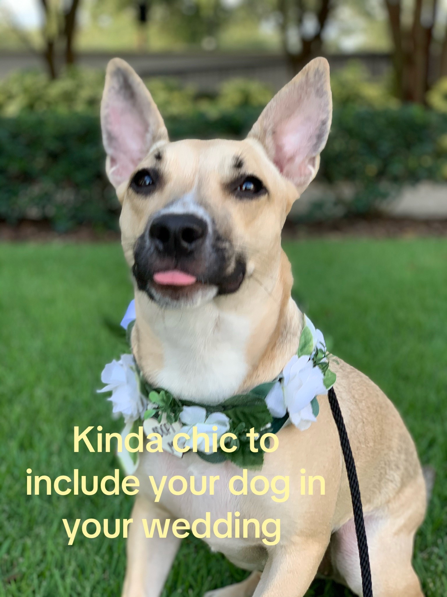@FairyTail Pet Care
