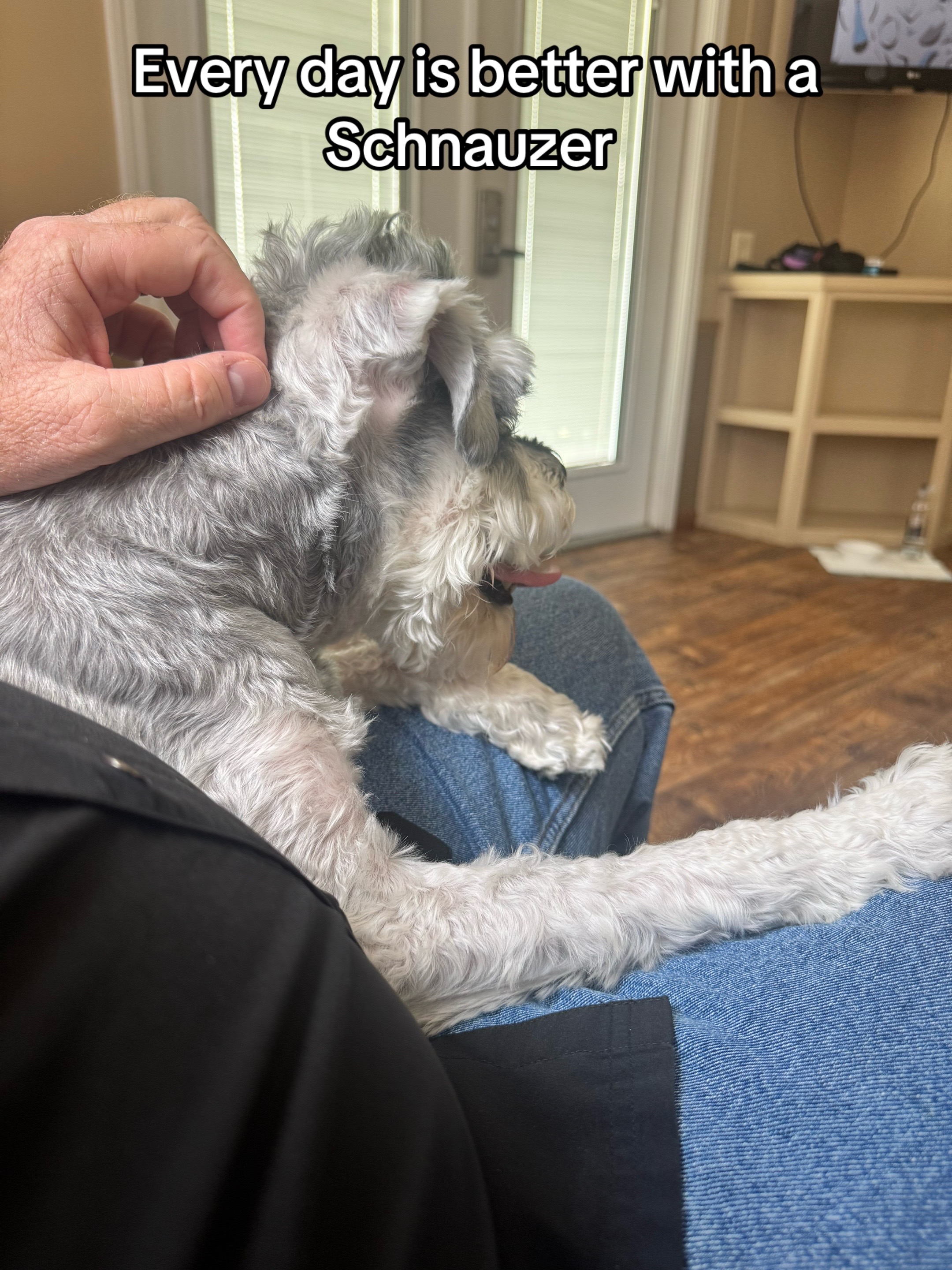 @Cooper The Schnauzer