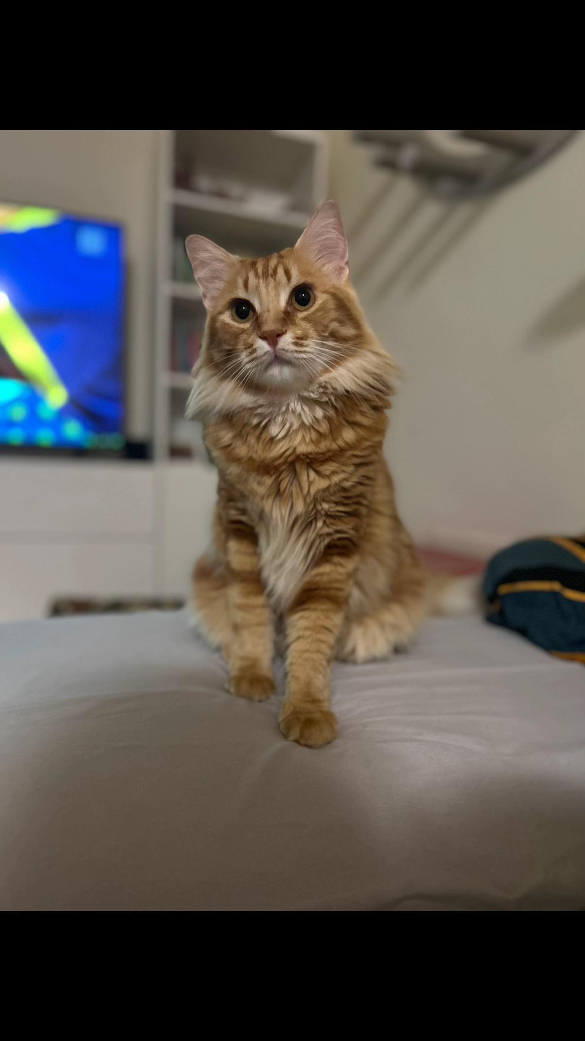 @Mariolover and friends