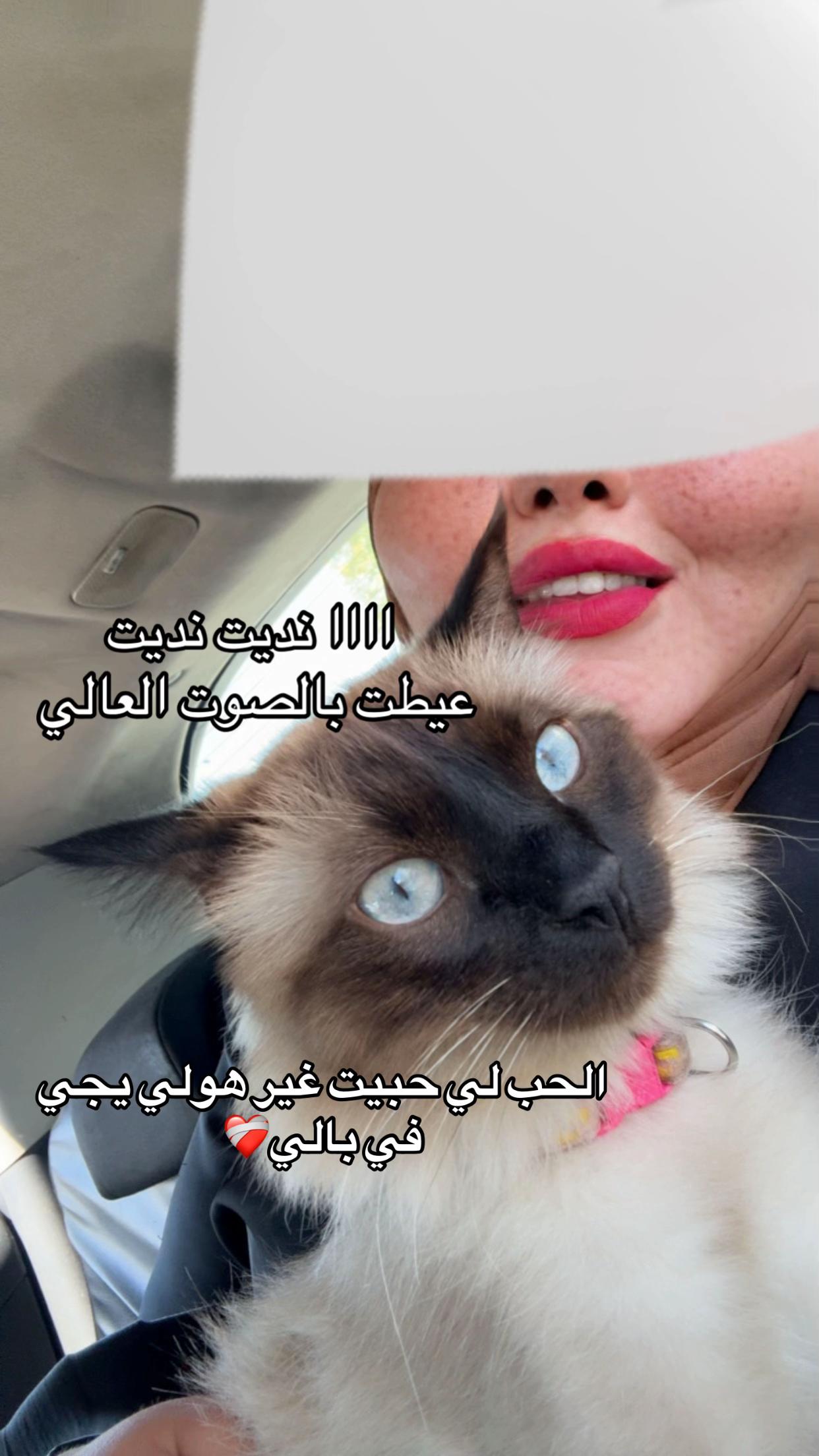 @👑المًسًرًارًةً👑