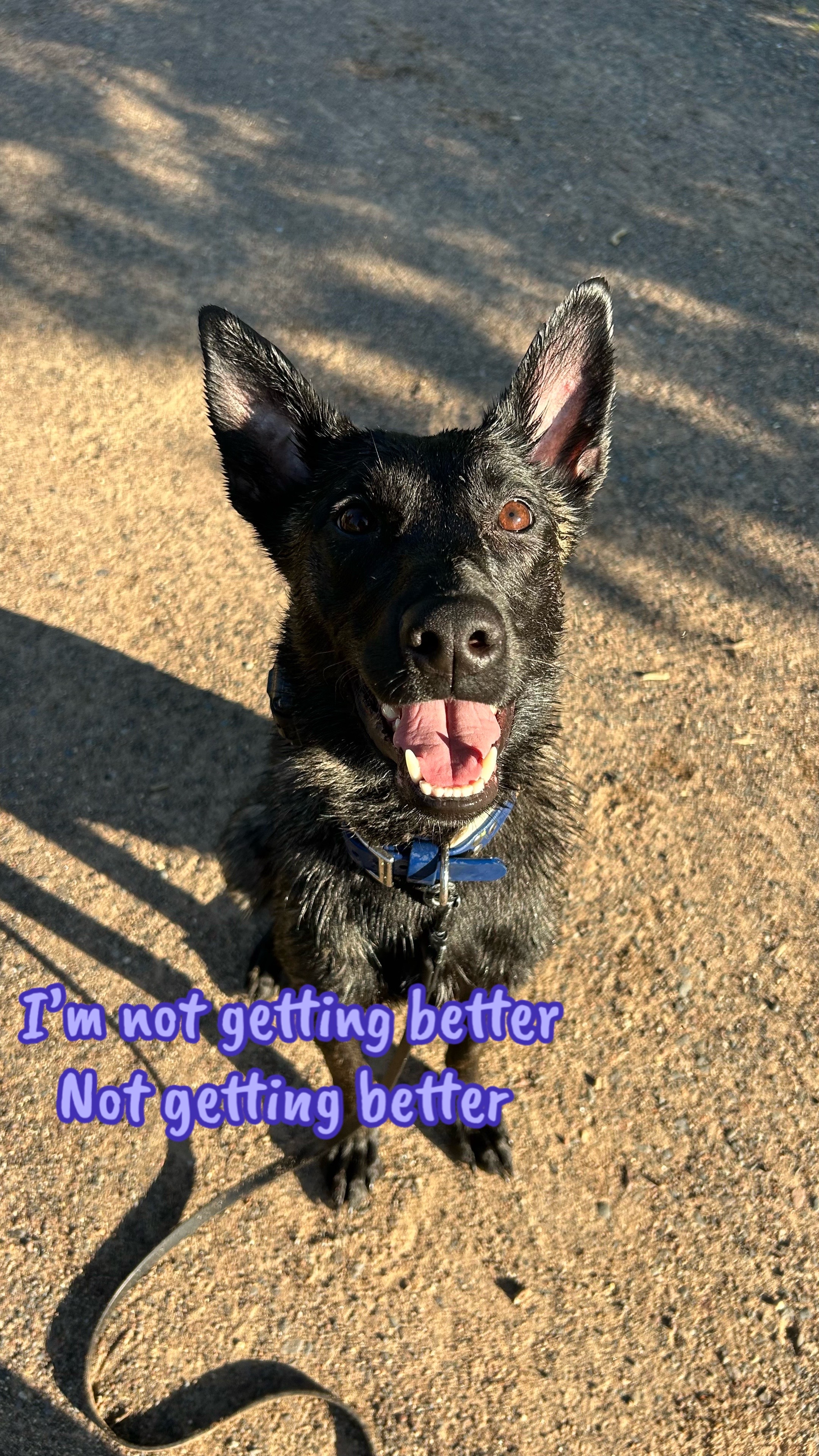 @Upsidedown&Above_corgis