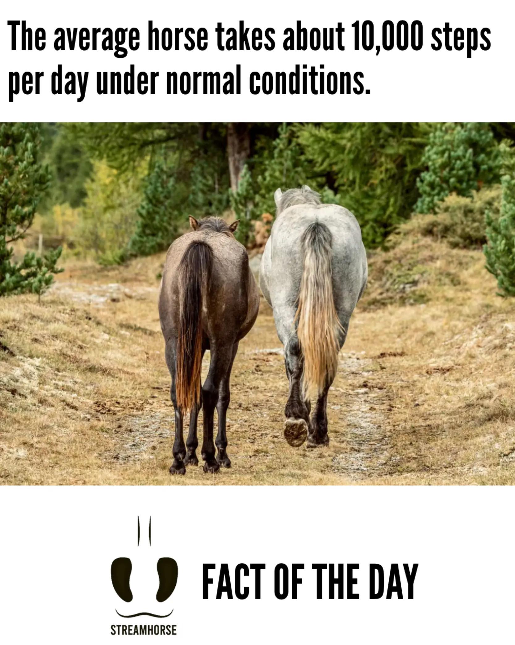 @streamhorse