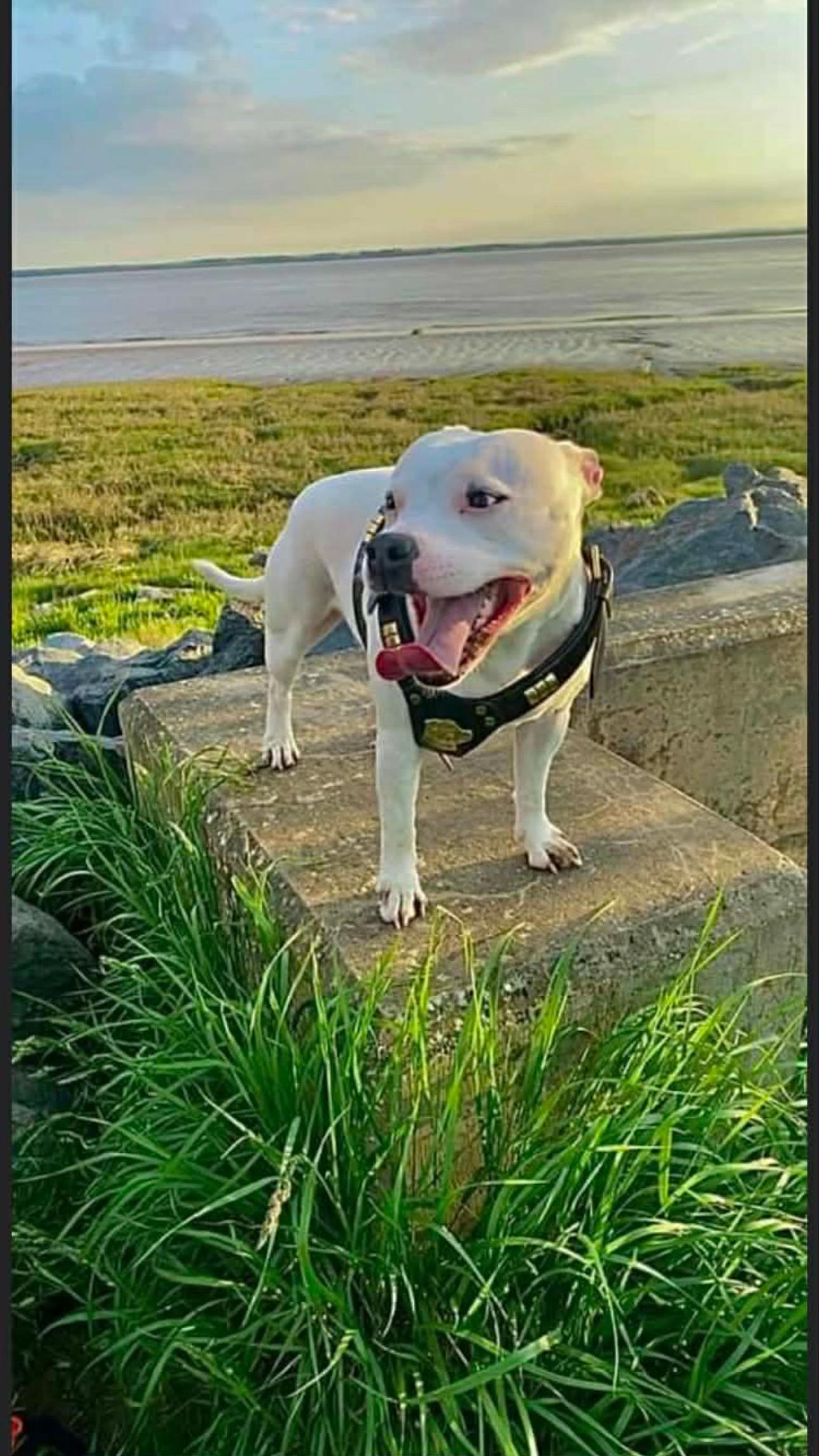 @Daisy the staffy 🌼