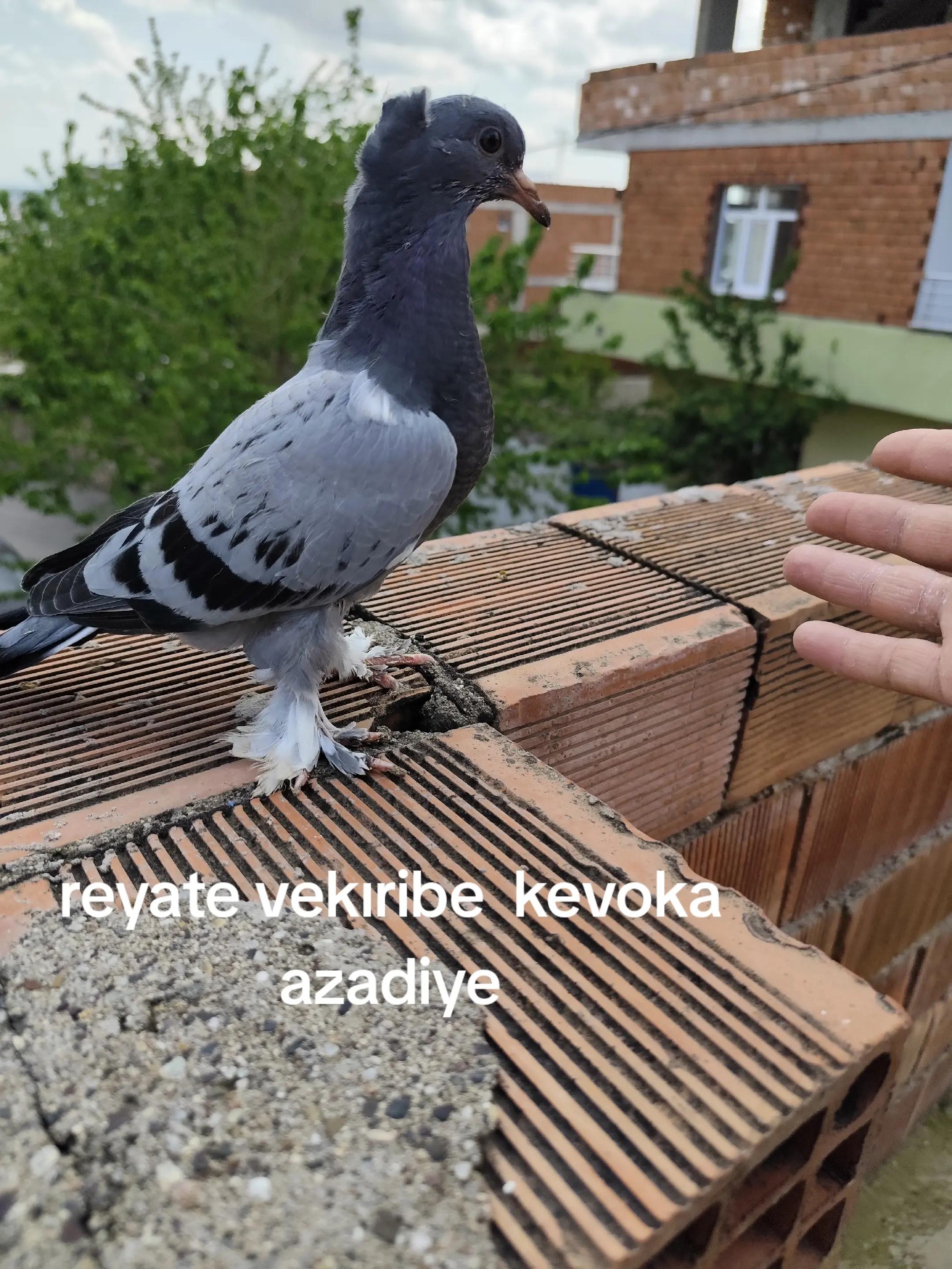 @Ozan Şehmus