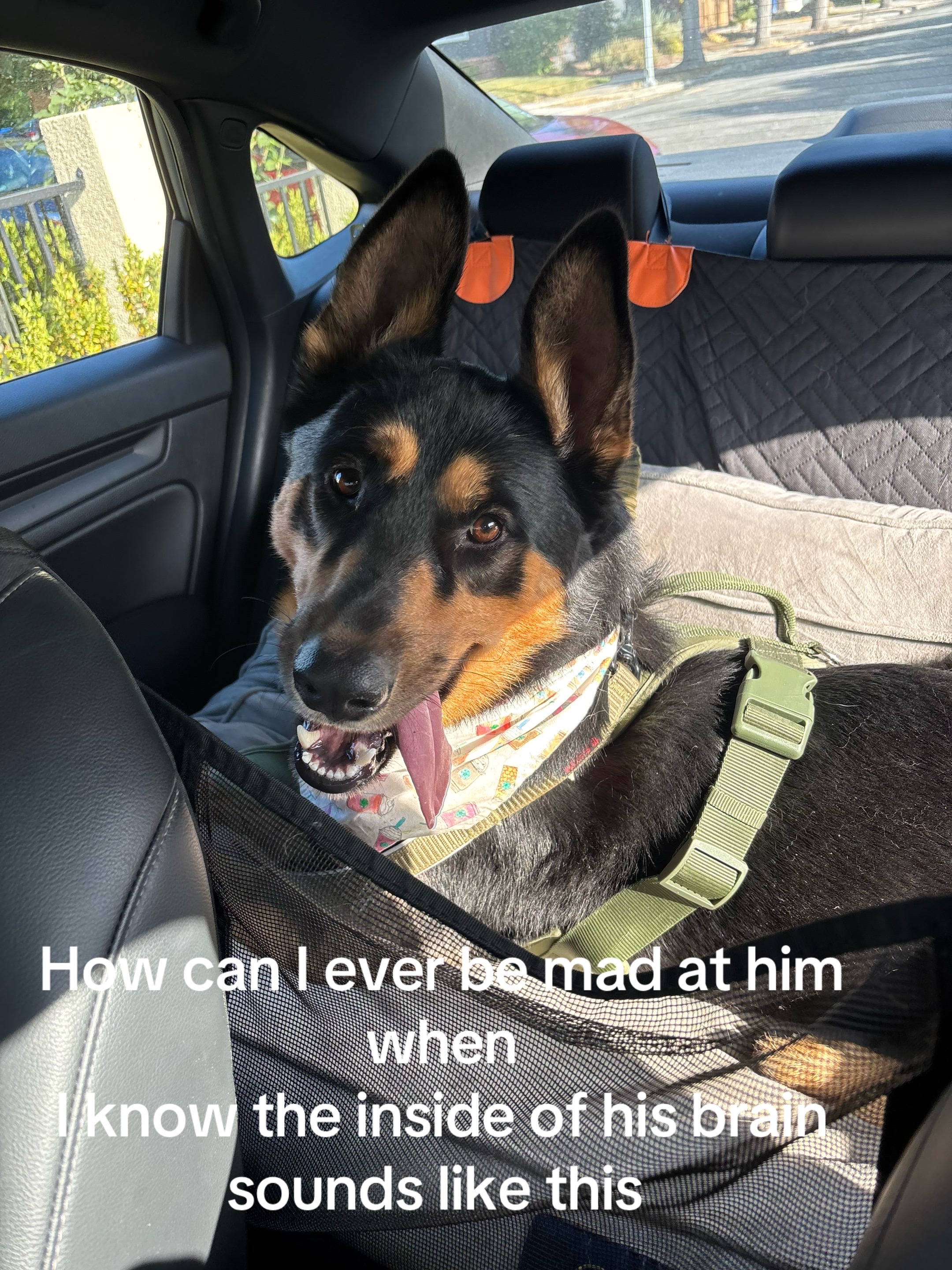 @ʕ•ᴥ•ʔ