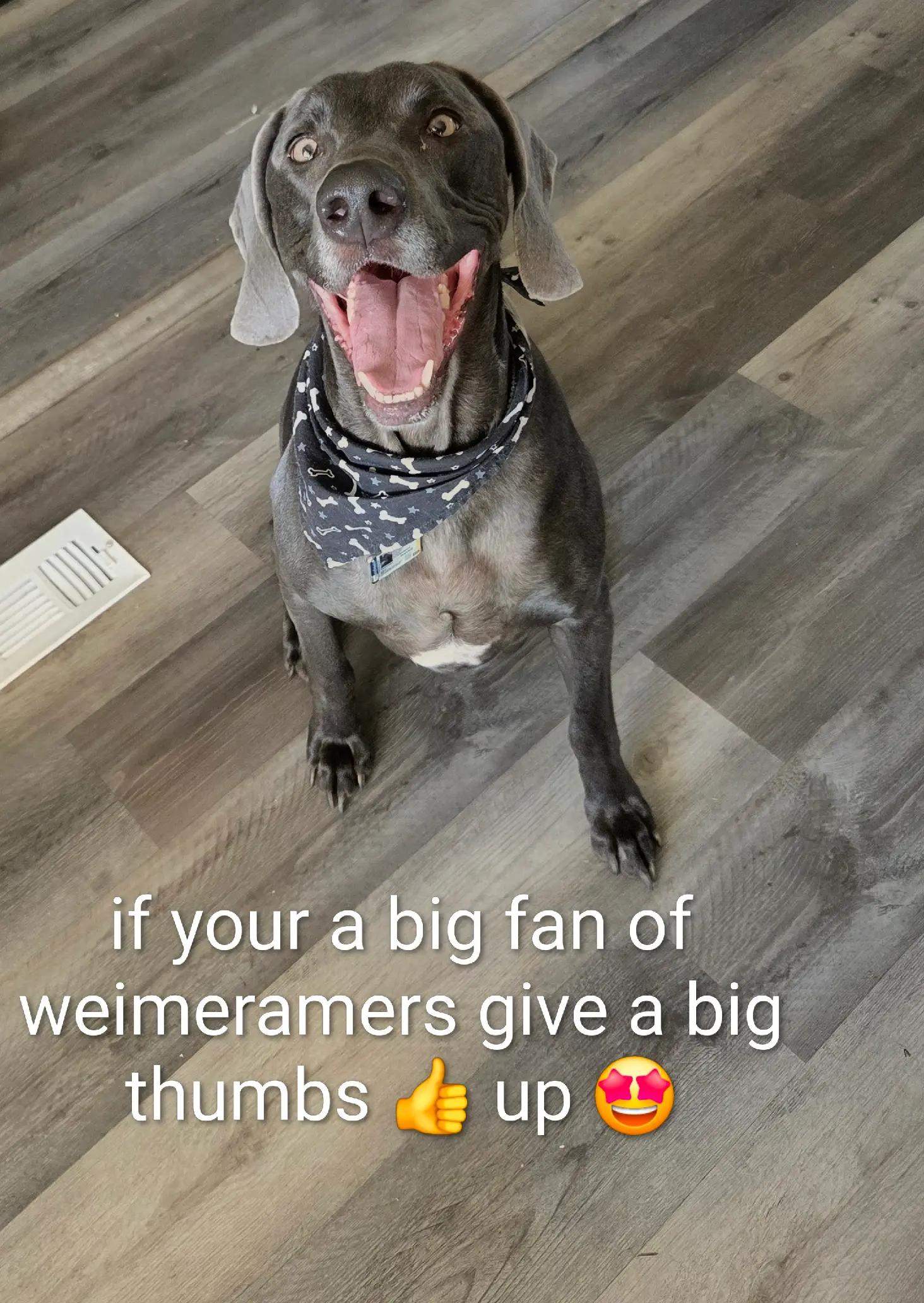 @sandyandjax437