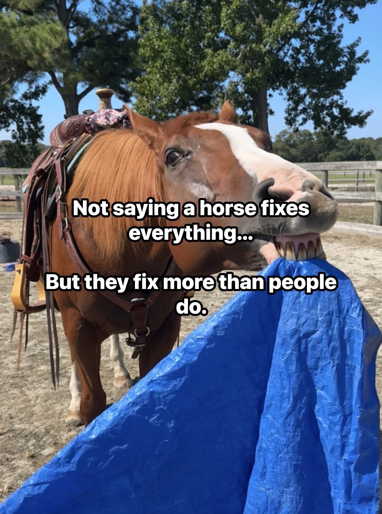 @Horselife