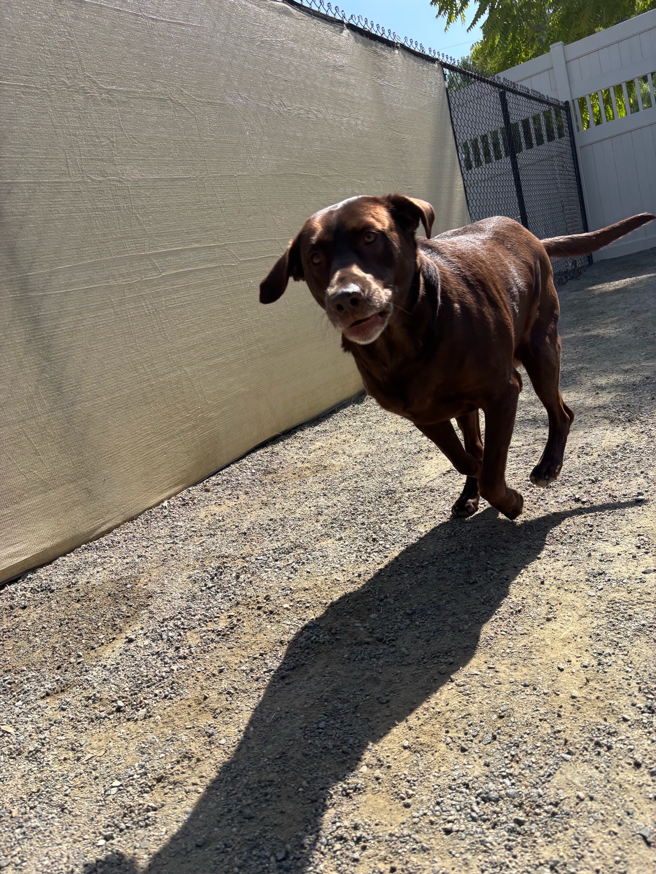 @Maggie the talking Dog