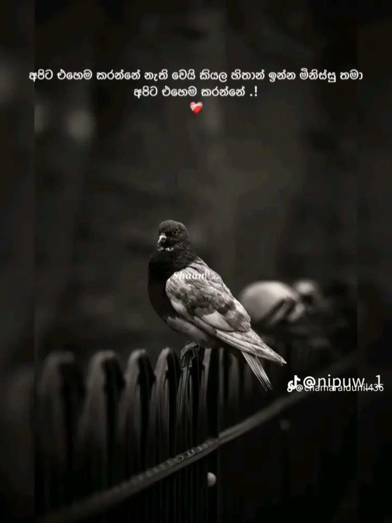 @🦋🦋 🌸 HARSHI 🌸🦋🦋