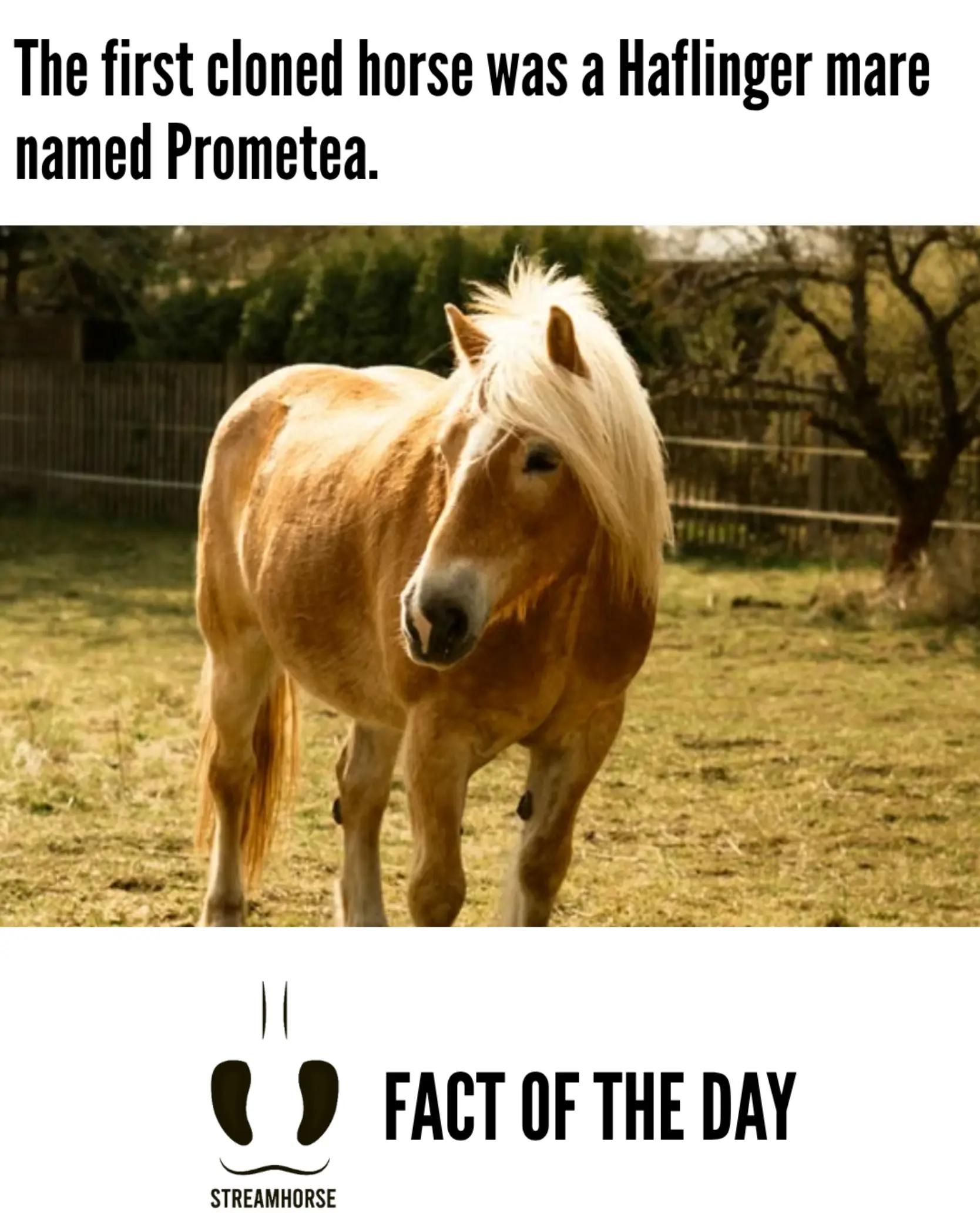 @streamhorse