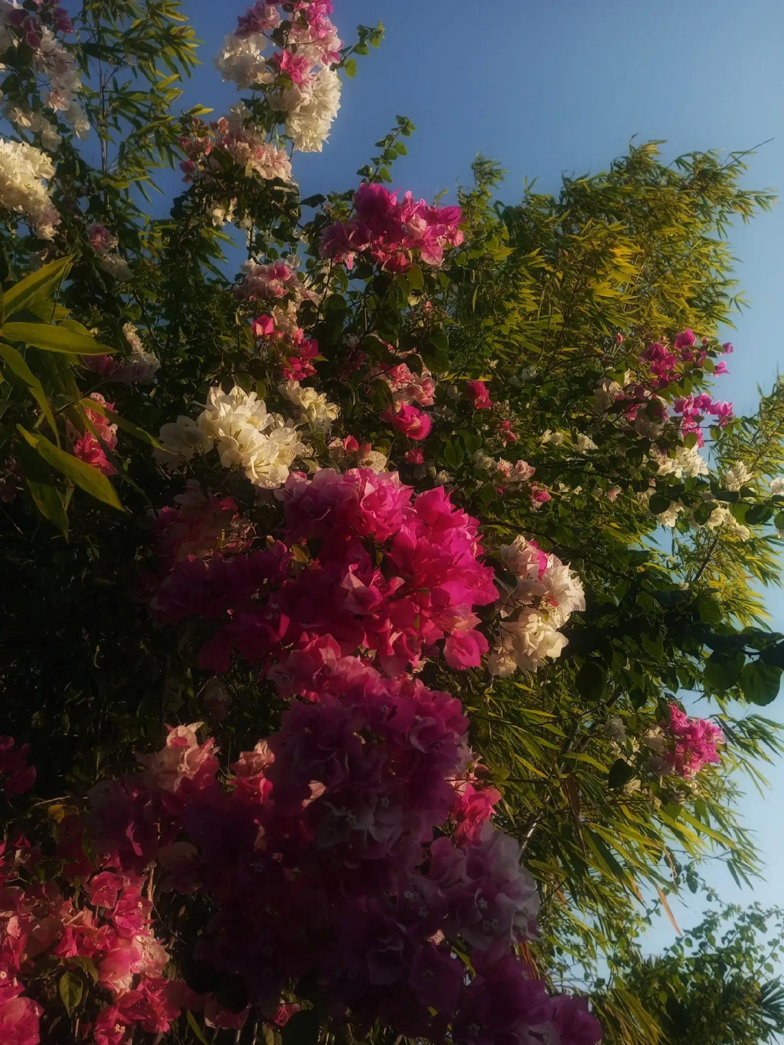 @Springᯓִֶָ࣪☾.