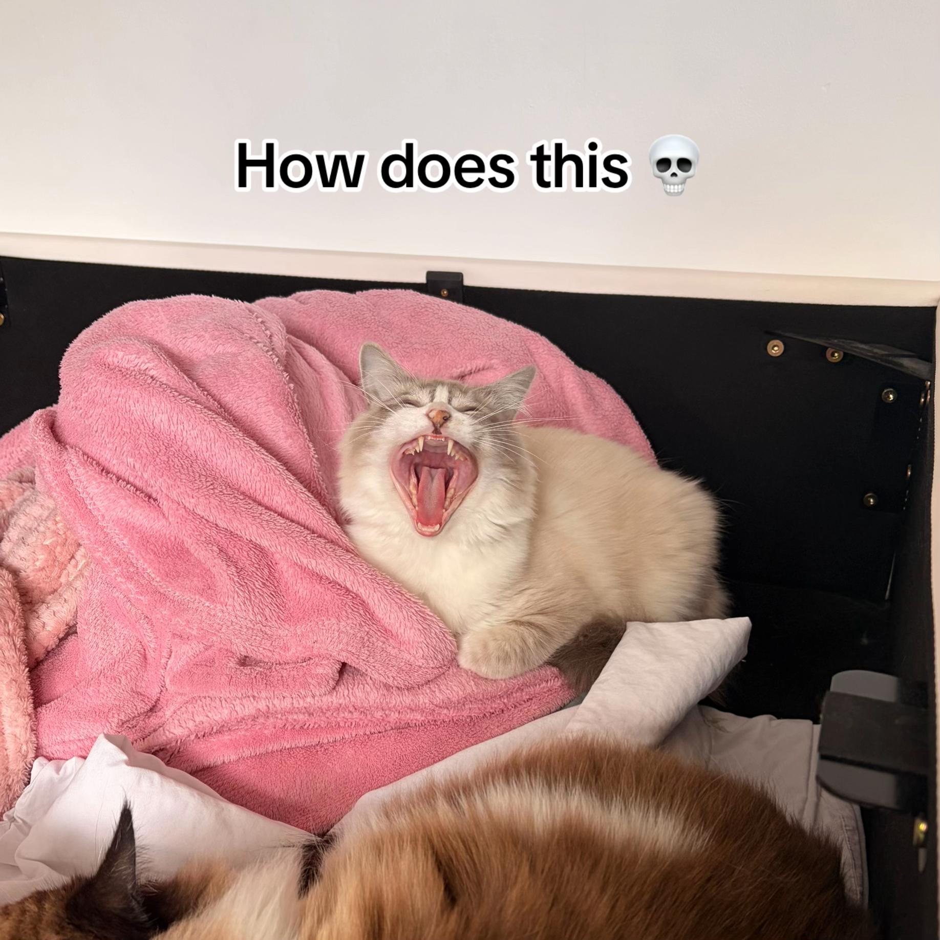 @totalmessforu