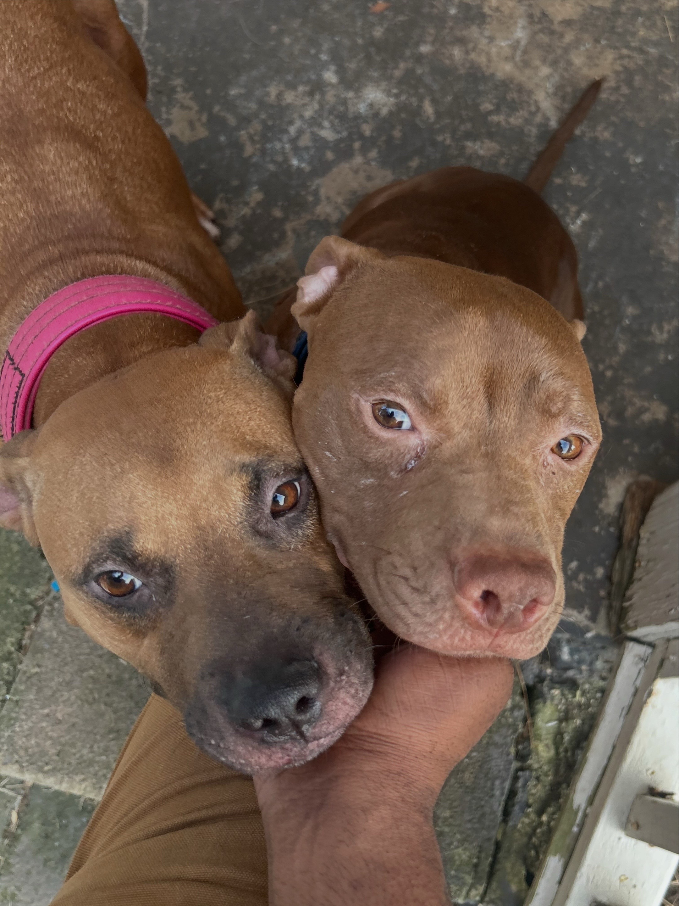 @Real Country Kennels