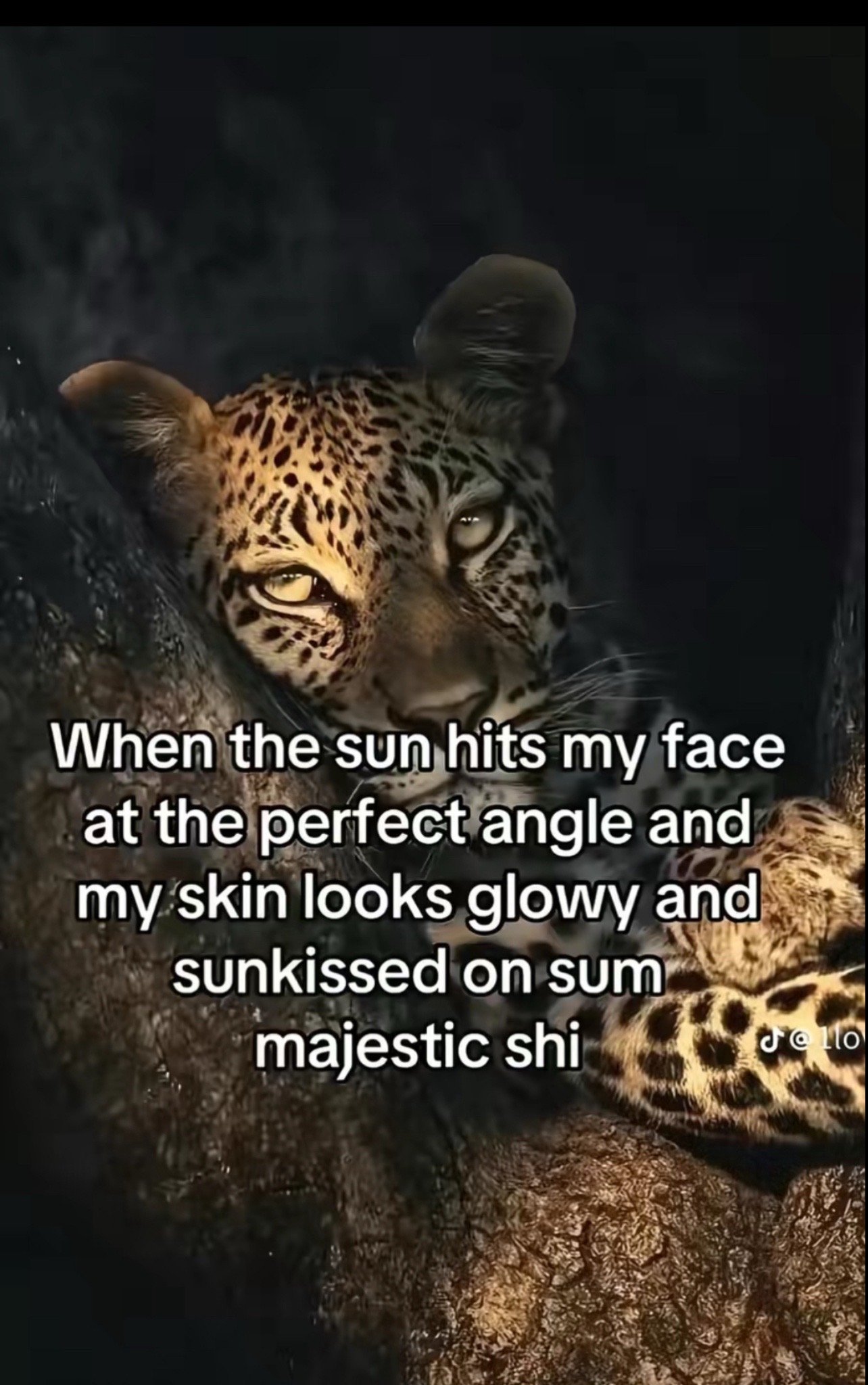 @The TreeJEffect