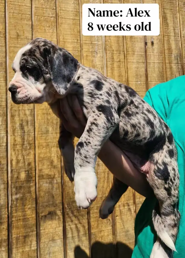 @North America Mastiff Founder