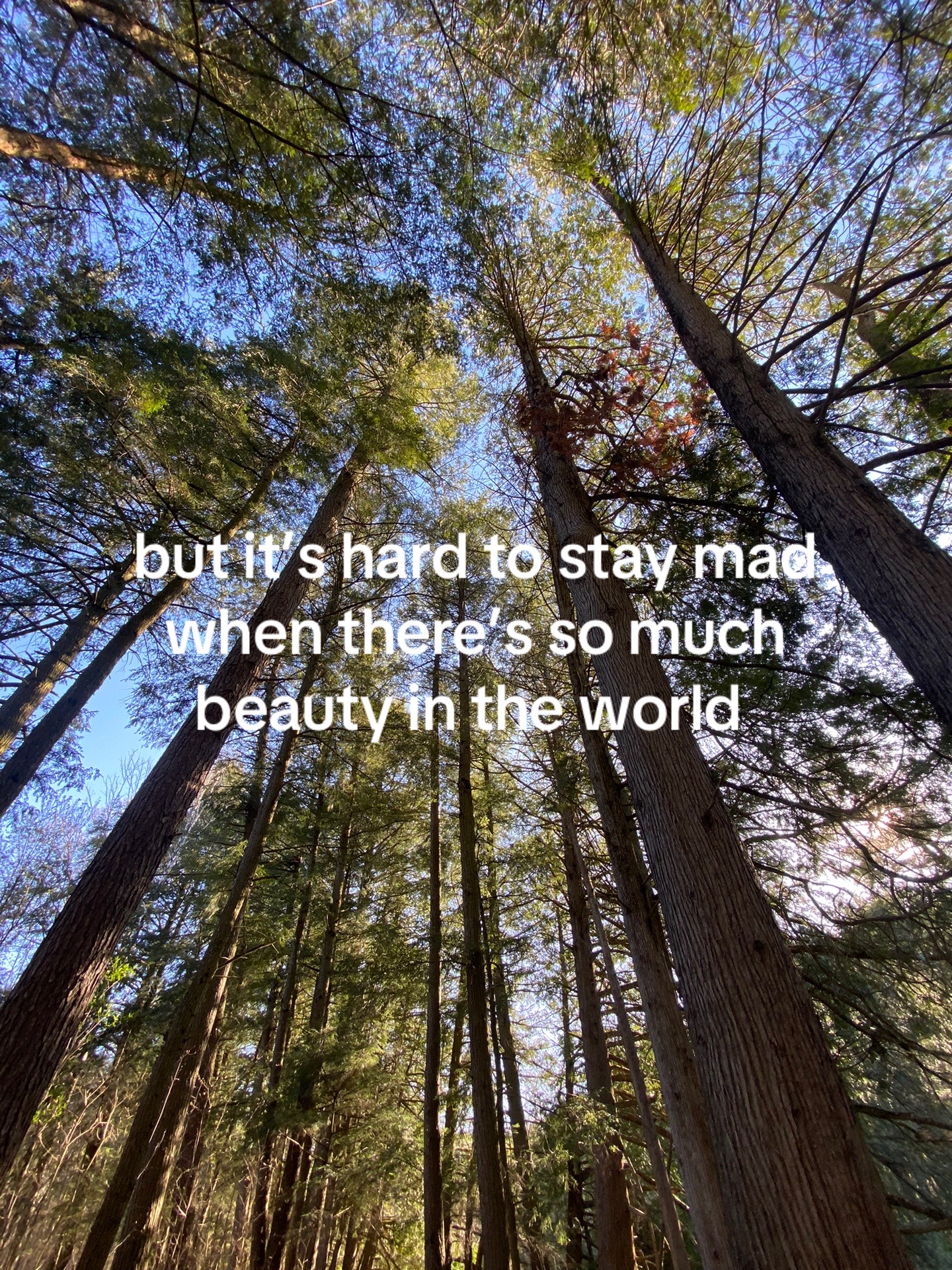 @☦︎ 🌲