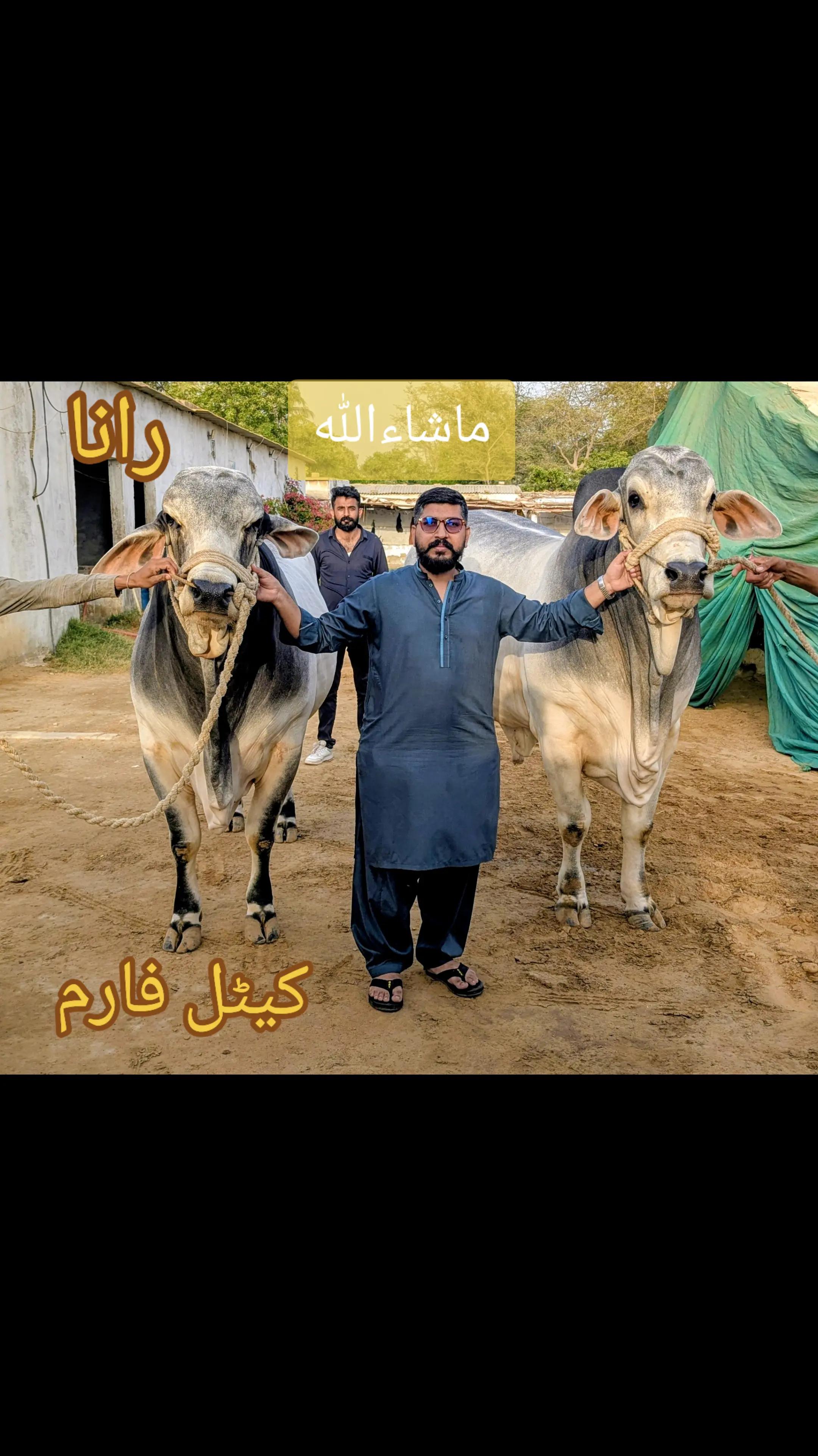 @nadirkhani5177