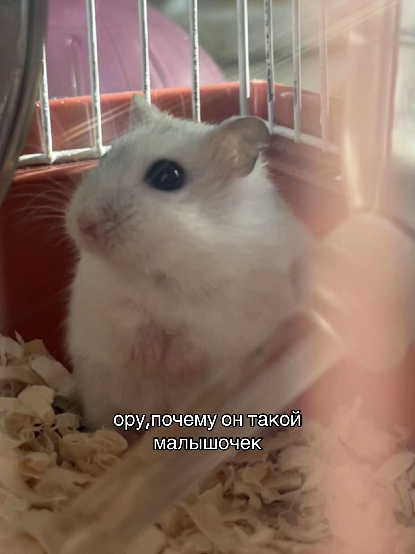 @фисек