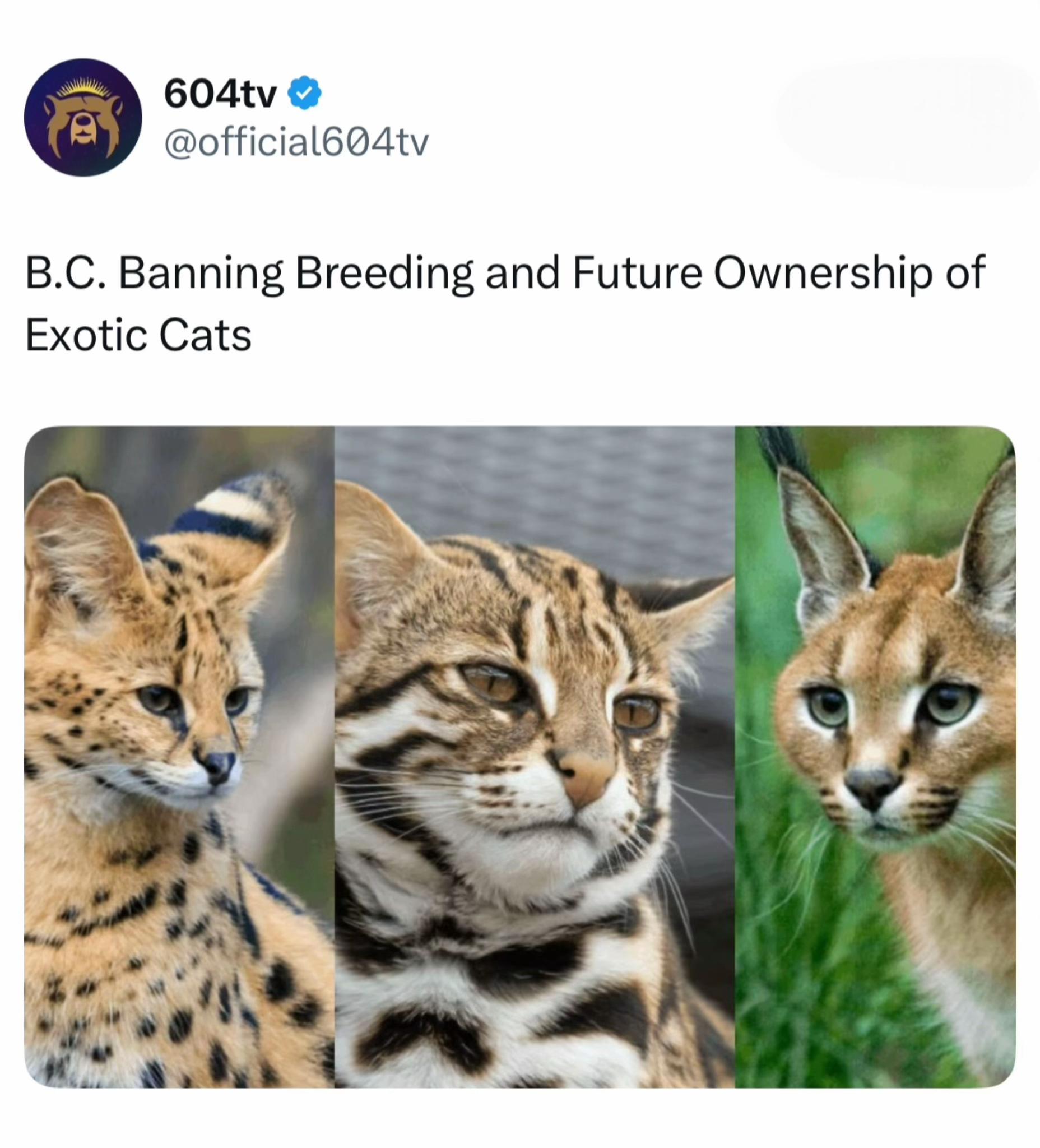@604tv