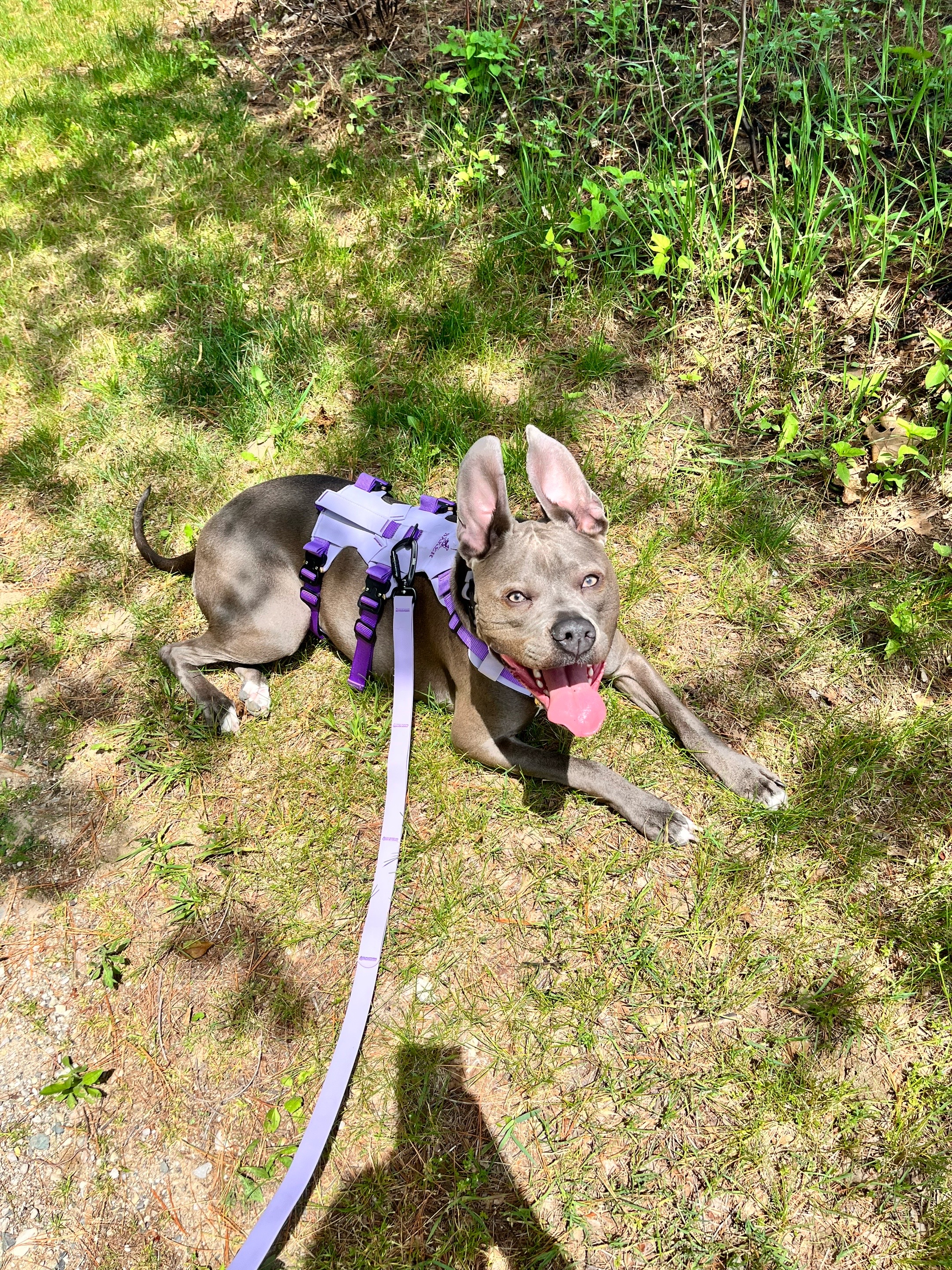 @Ivy the pitty