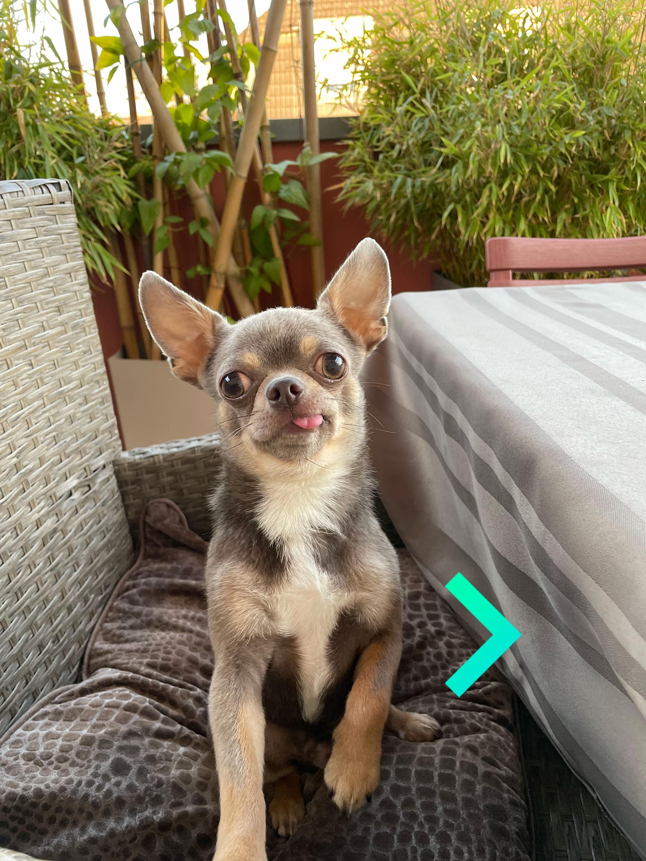@Mr Roger Chihuahua