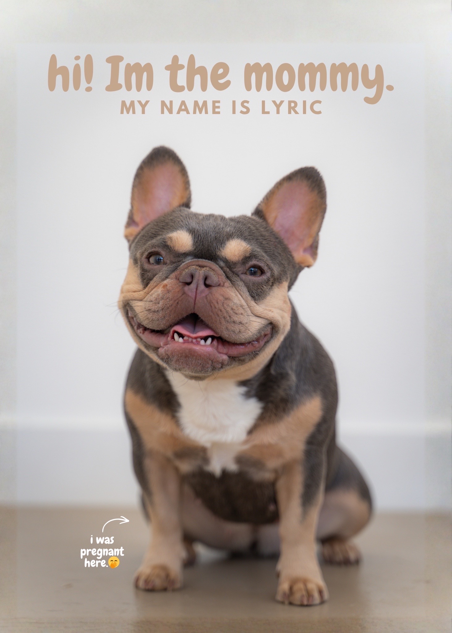 @frenchiesofvegas