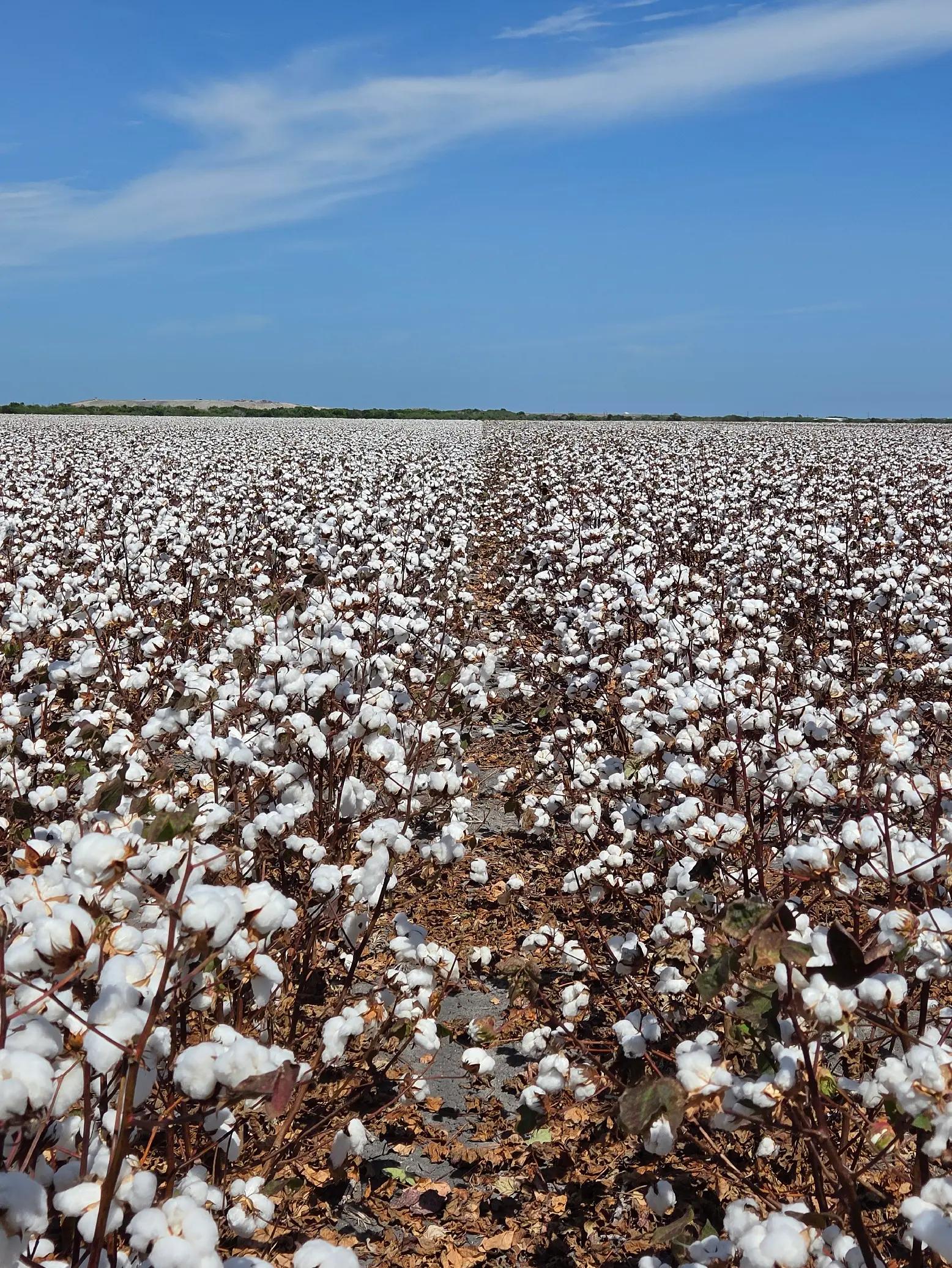 @David CottonFarmer ๐