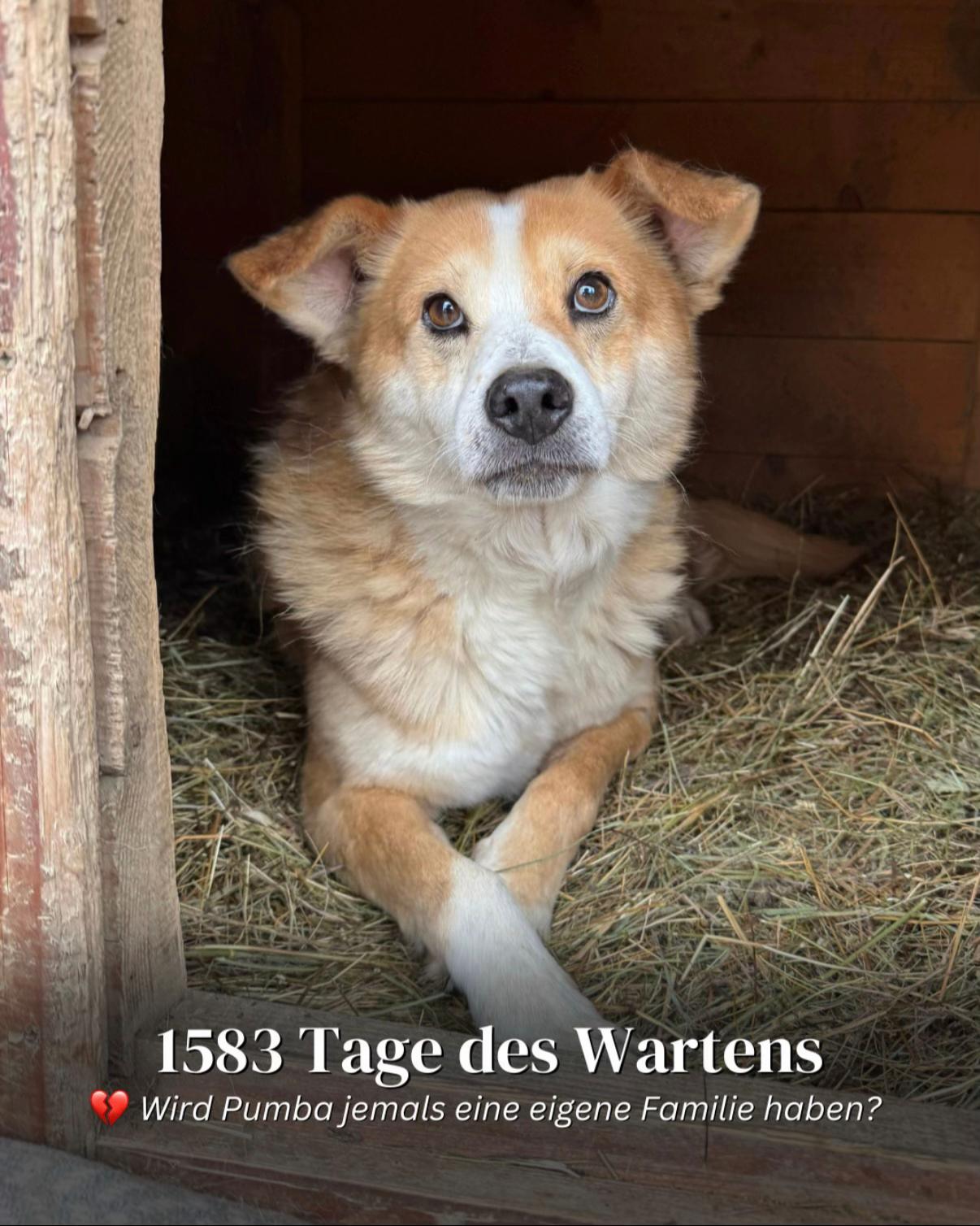 @SpecialDogs e.V.