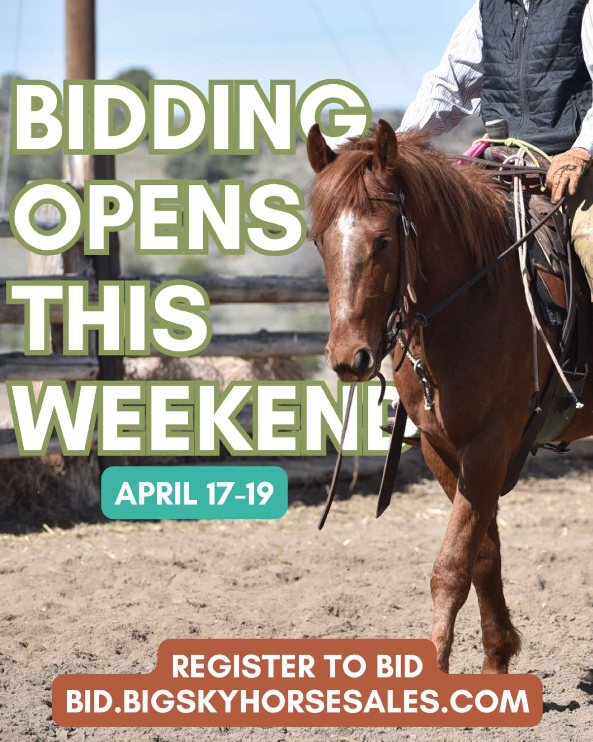 @Big Sky Horse Sales