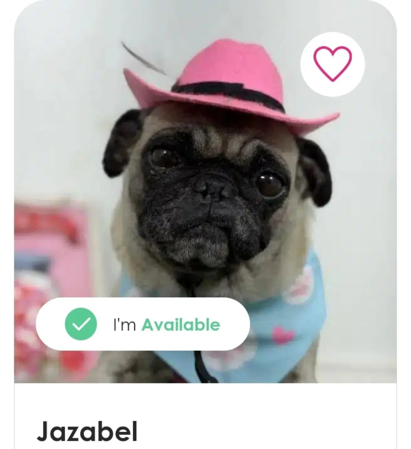 @Amazing Dogs Rescue