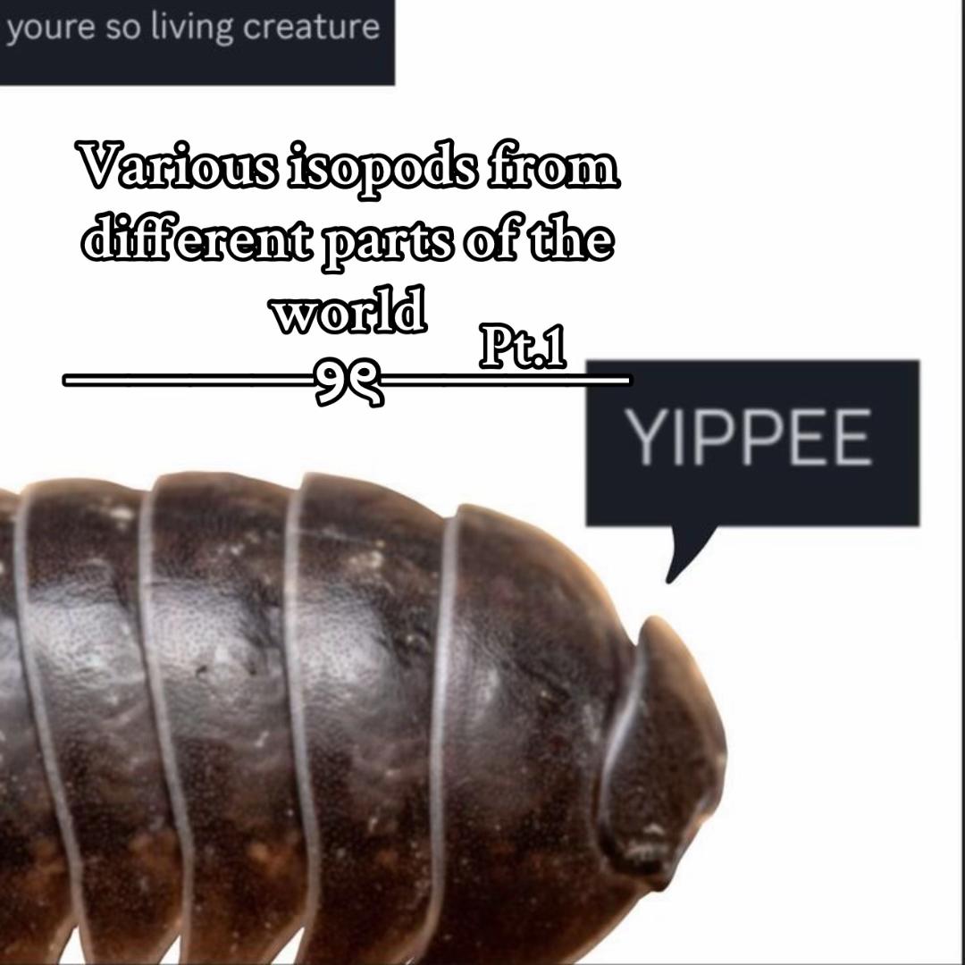 @ˁ῁̮ˀᴇsᴜᴛᴇʀᴜ⋆