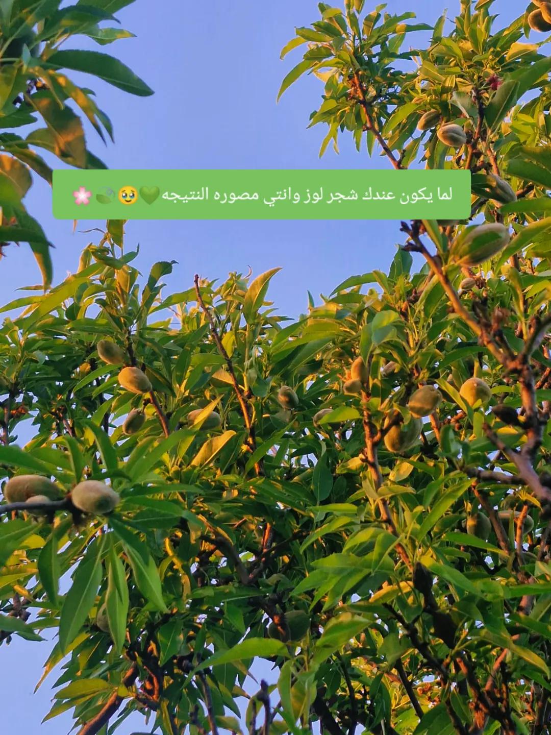 @غـنـ⃪ـوجــ⃪ٍـ⃪ه ألـحܔلـبـي𝑴😌