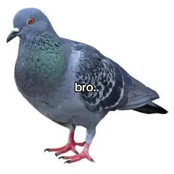 @Pigeon