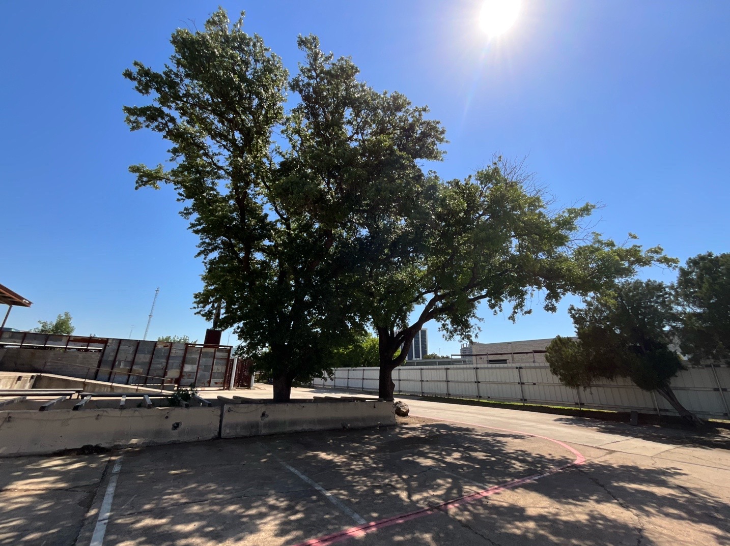 @Live Oak Tree Service