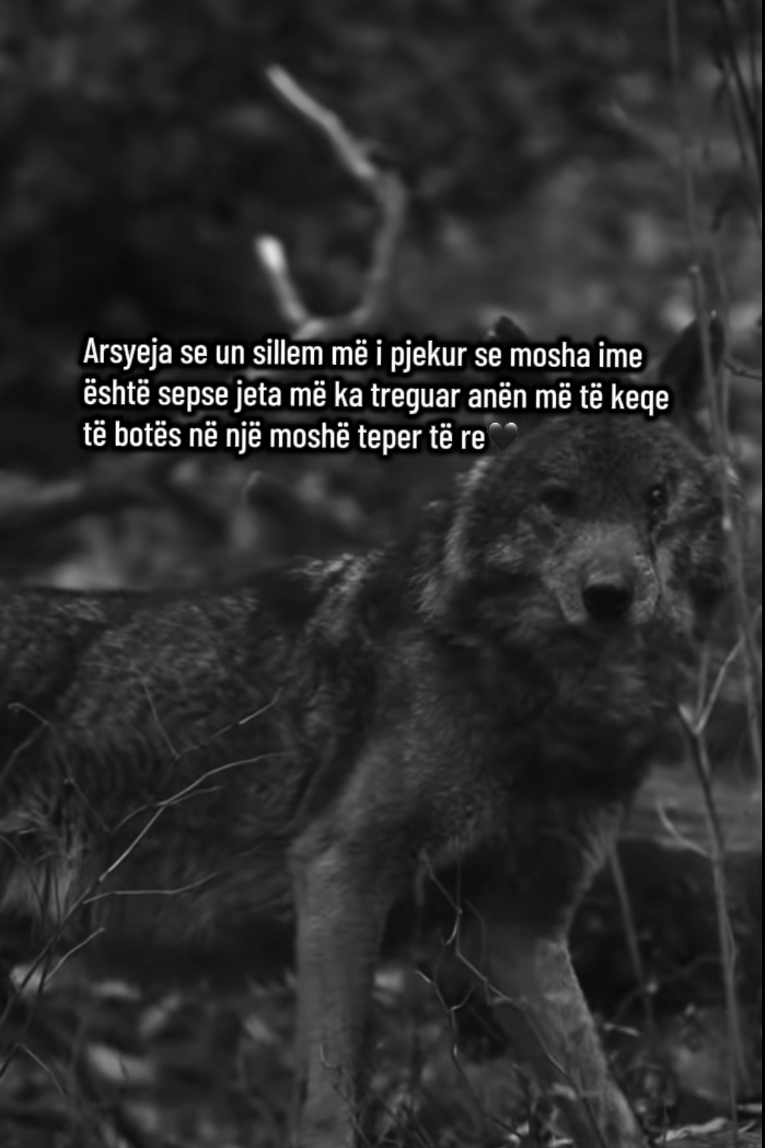 @Shpresa