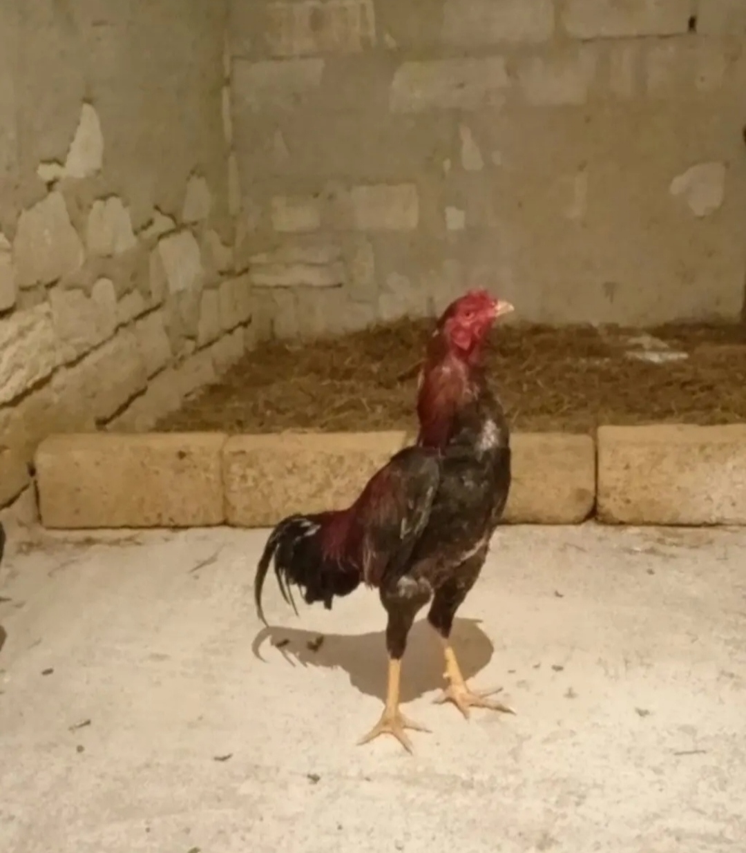 @peşəkarlar 6006556