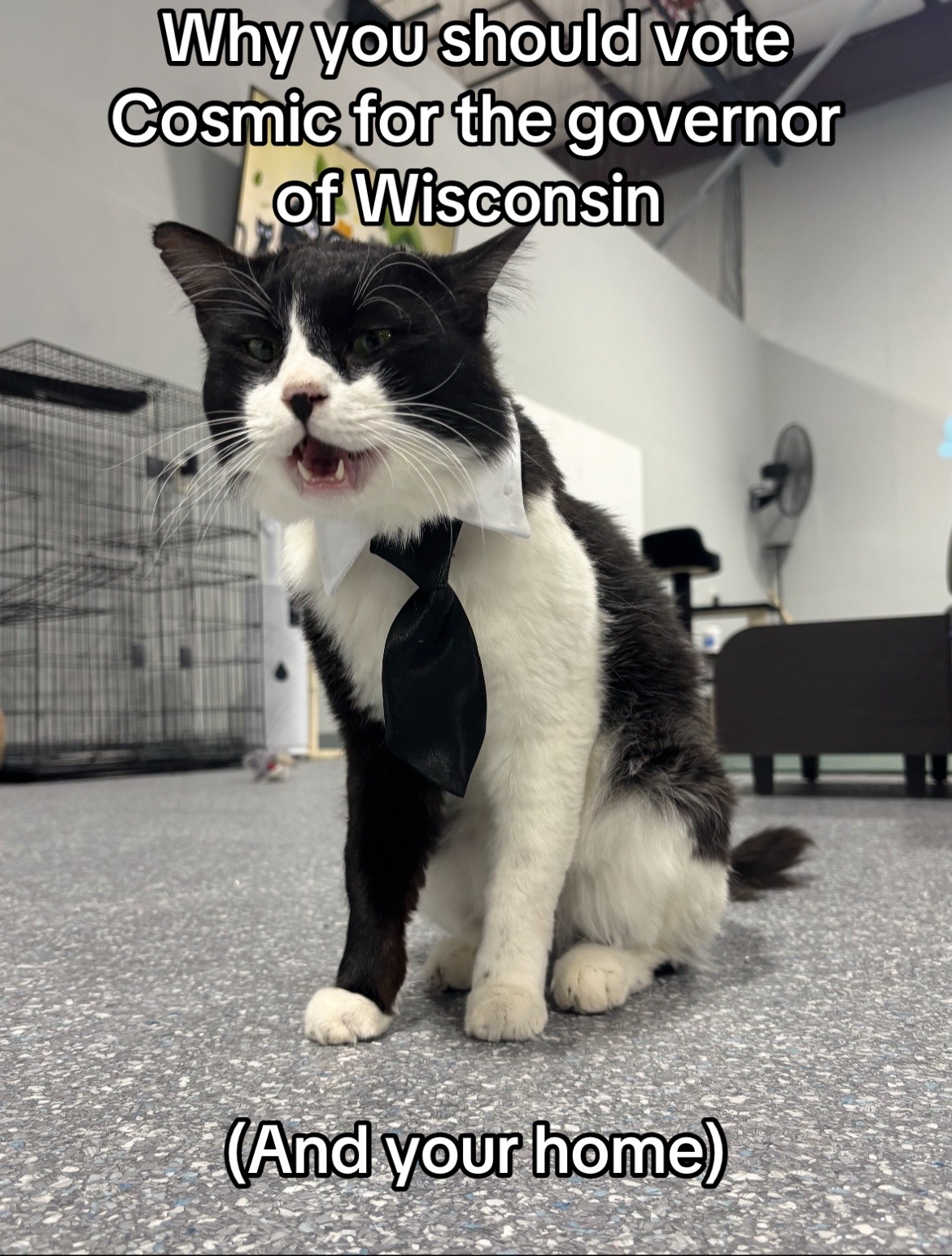 @The Fur Seasons Feline Rescue