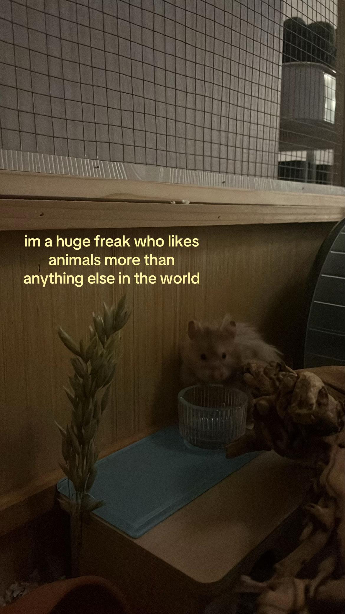 @ɪꜱʟᴀ