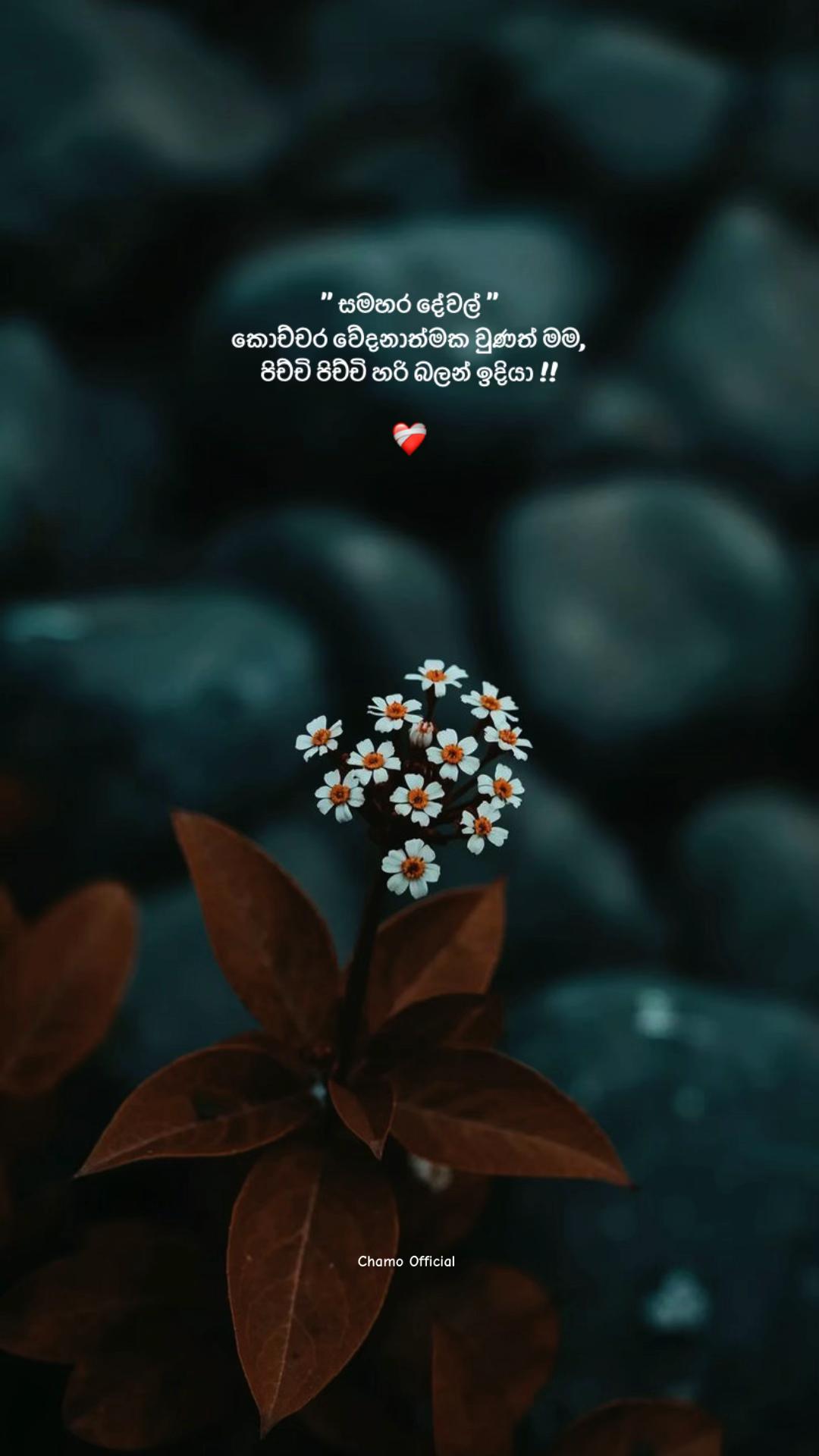 @< 𝐂𝐡𝐚𝐦𝐨 ᥫ᭡