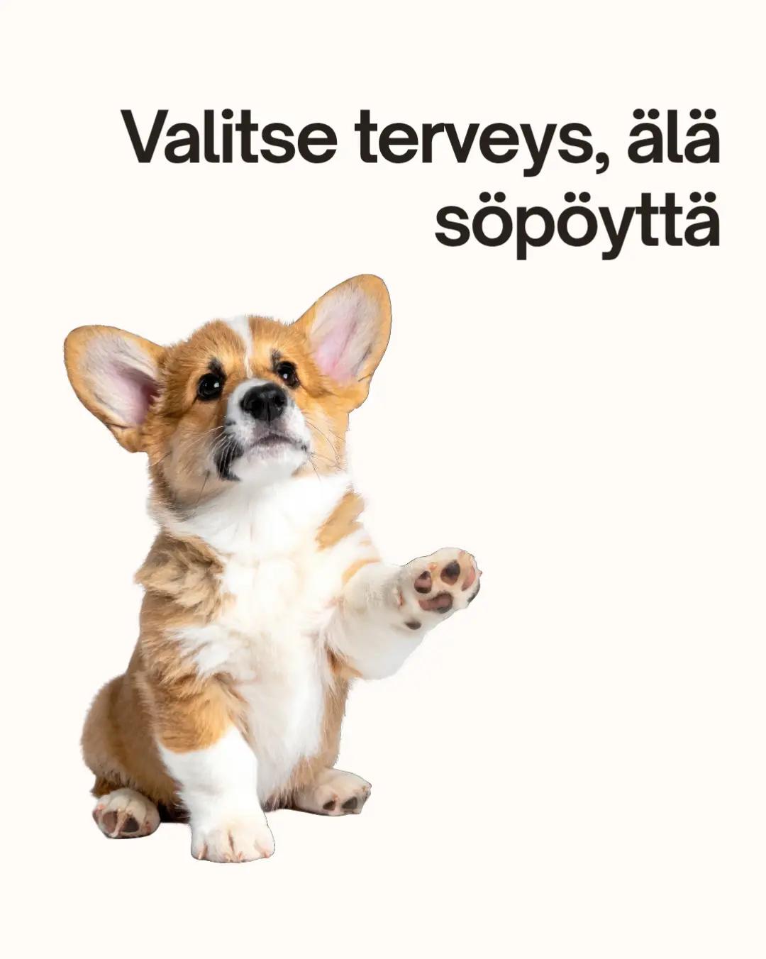 @Kaisa | koirien puolella đ¶