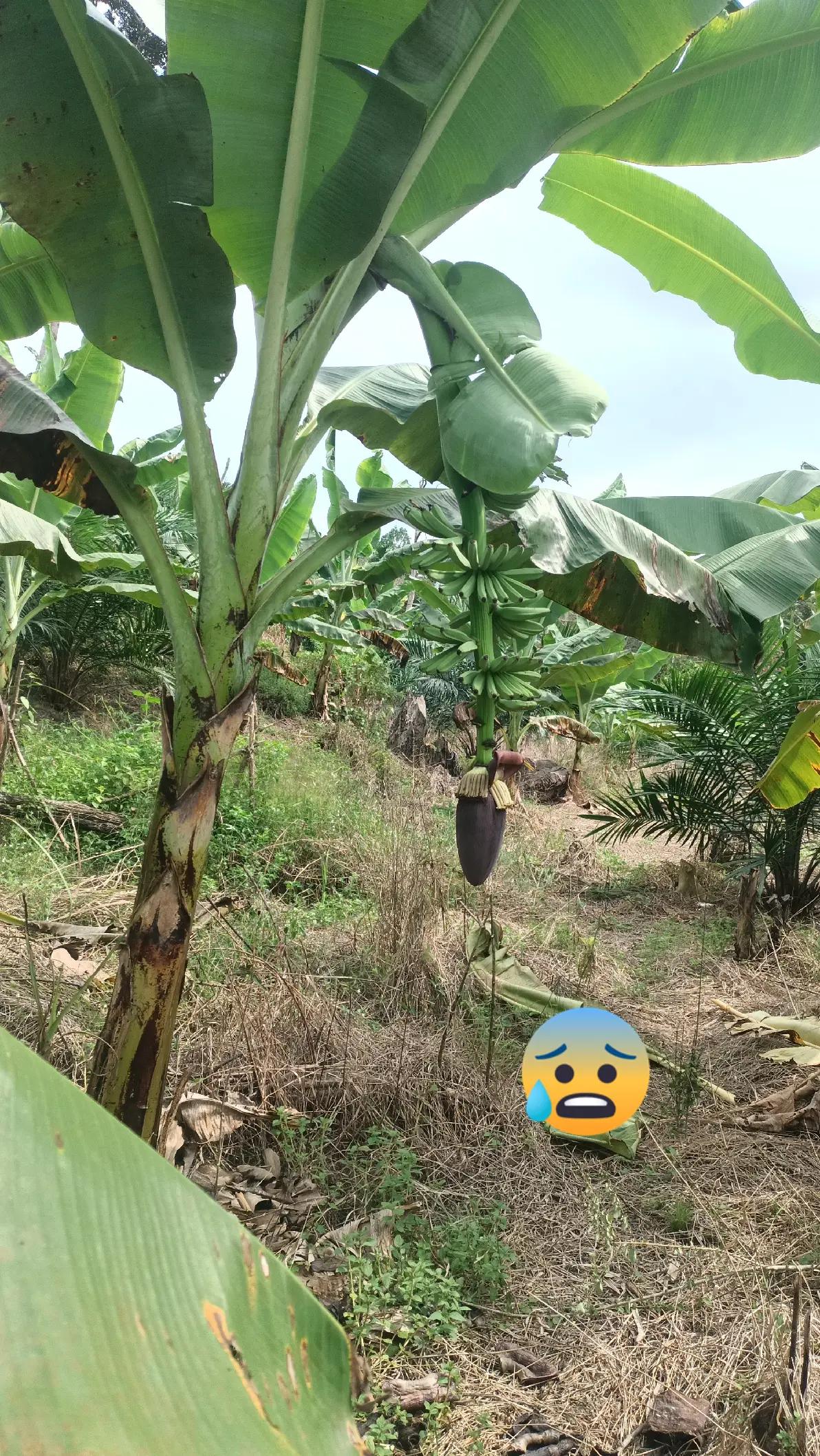 @🇲🇨🇲🇨kakex hensem8784🇮