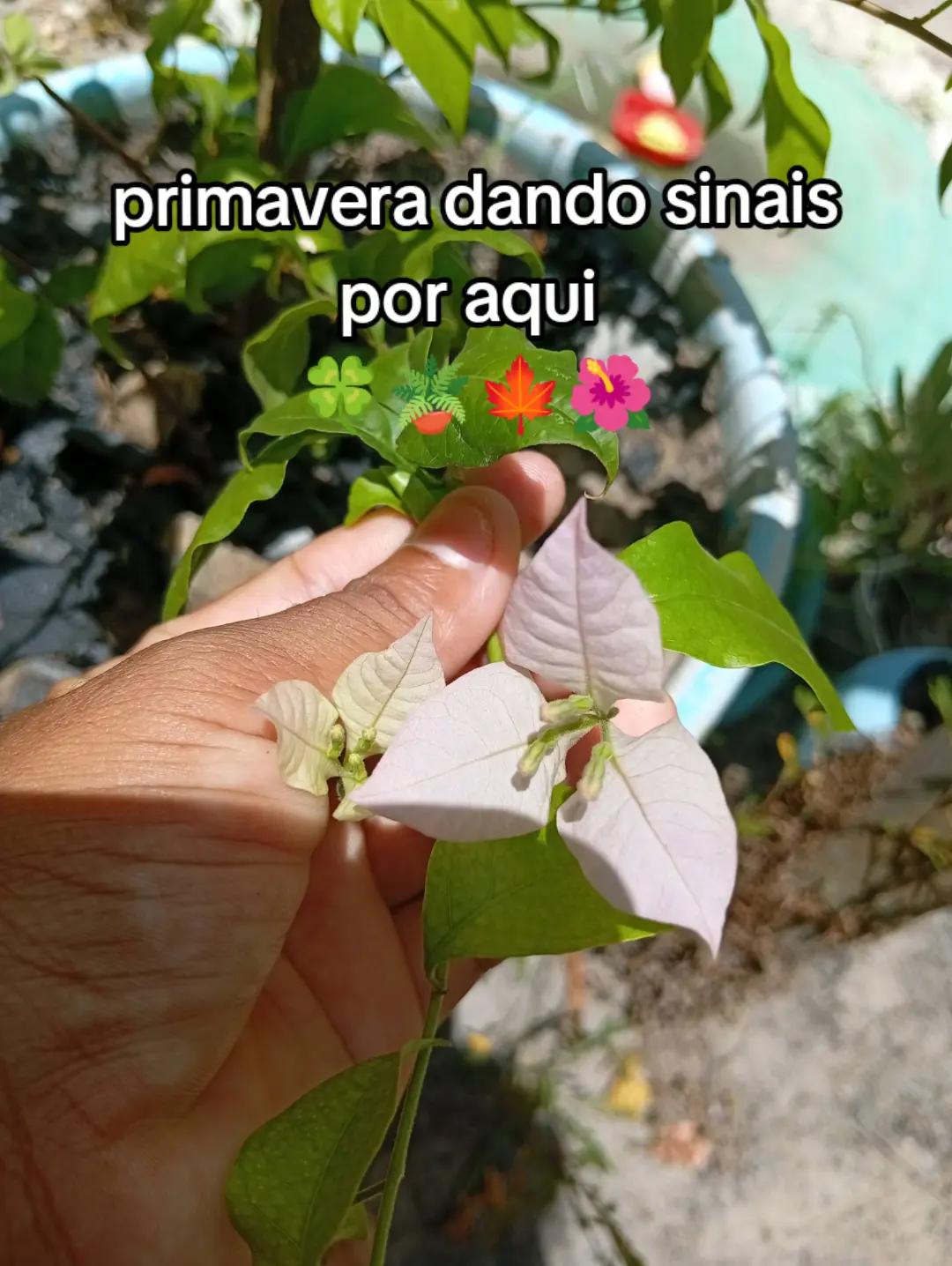 @jardim da neya🪴🌵
