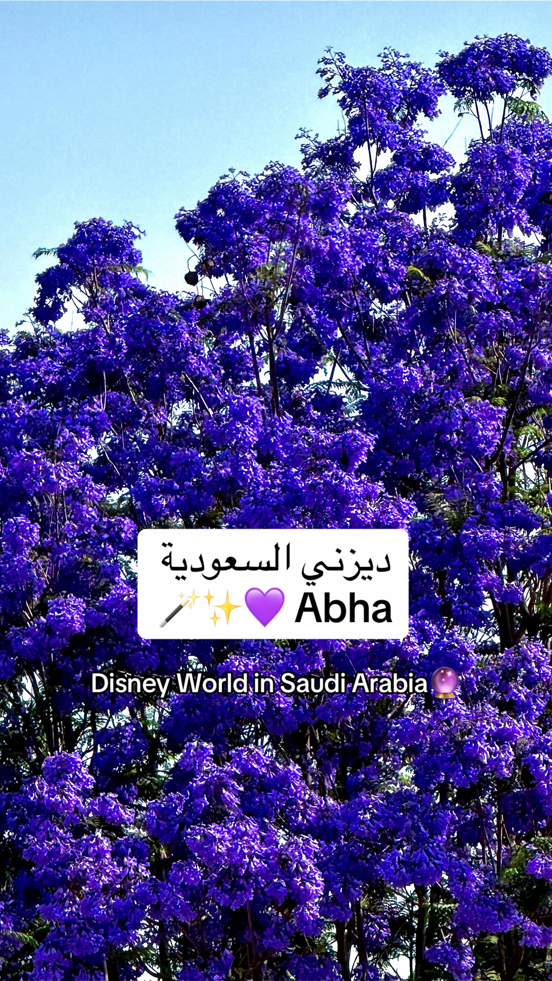 @دانِـيلا القحطاني | MODEL