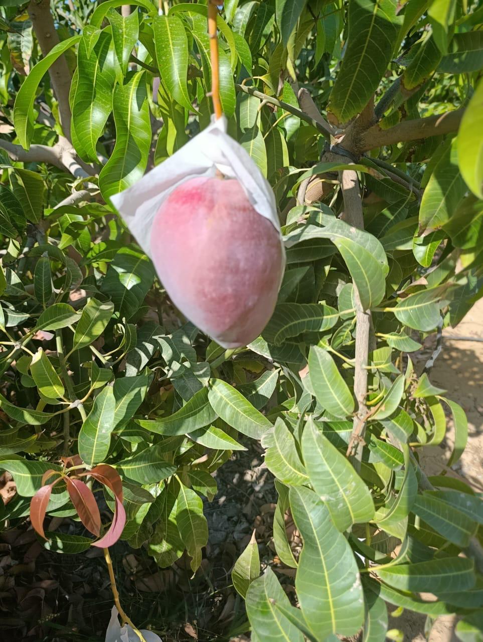 @๐ุงุญู
ุฏ ุงุจูุฒูุฏ ุงูููู ๐