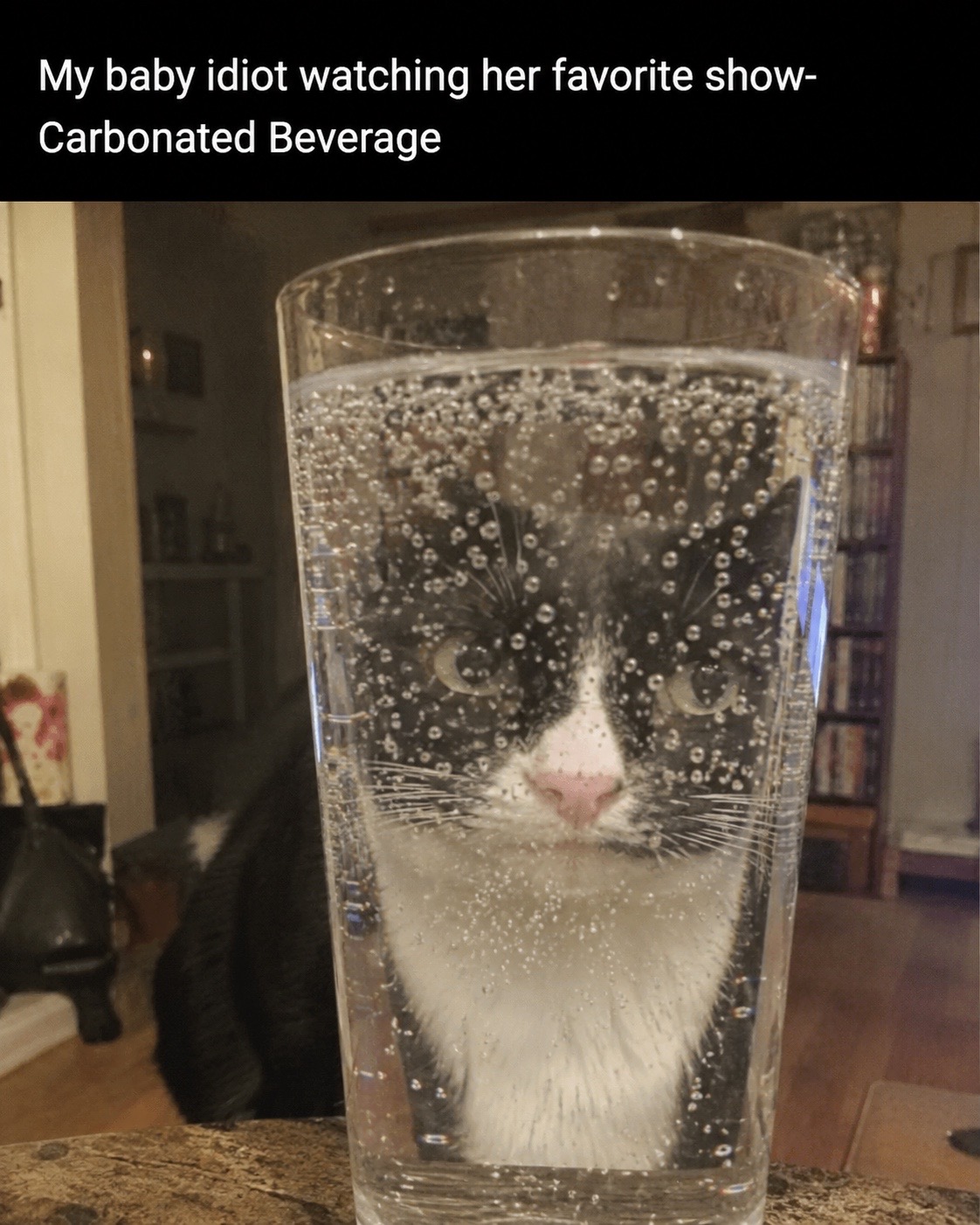 @cat memes