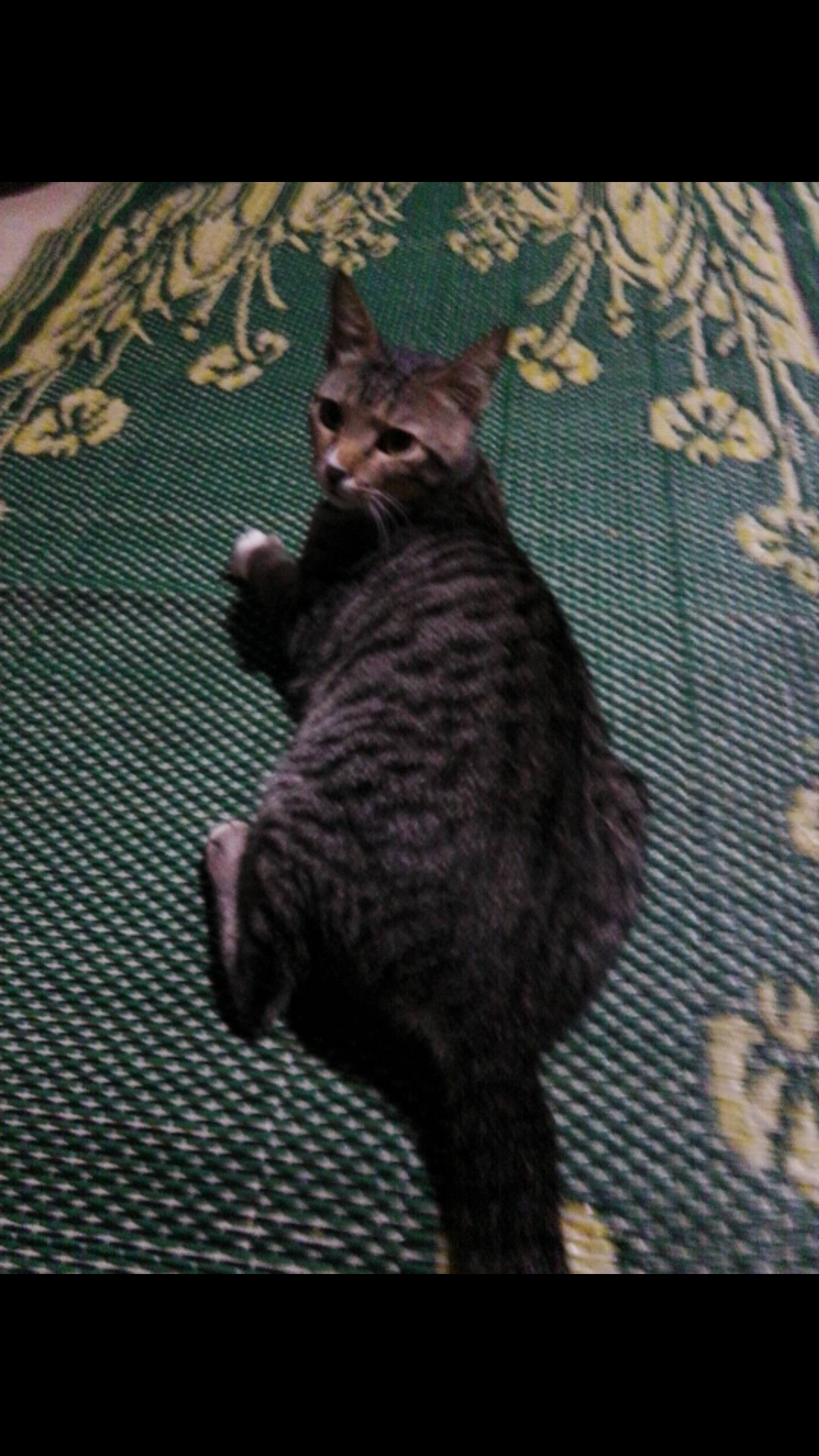 @Hanif Maulana