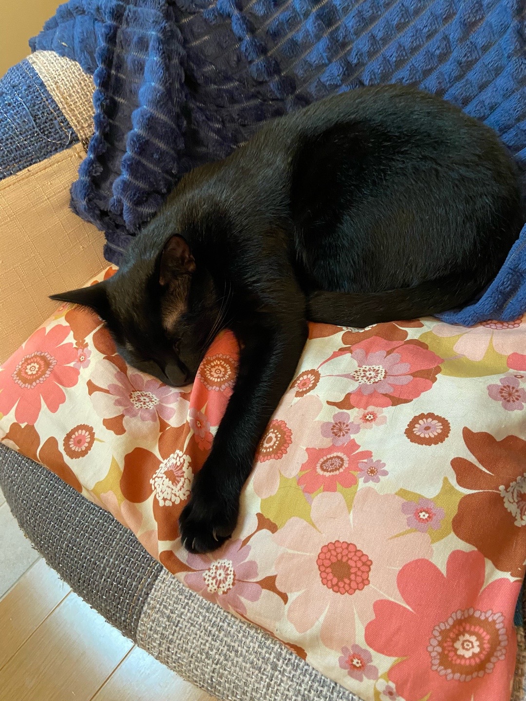 @🧹🐈&zwj;⬛&hearts;️