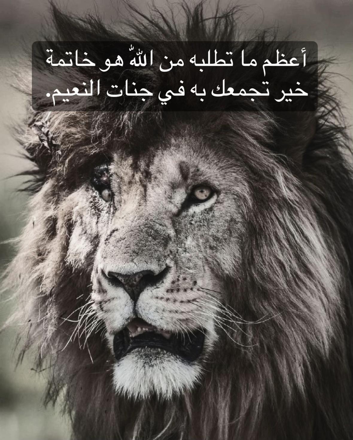 @🦁 scarface 🦁